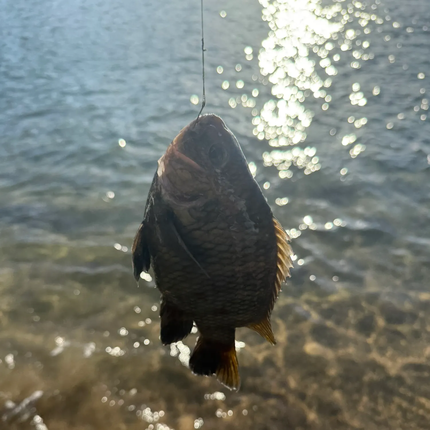 The most recent Jaguar cichlid catches on Fishbrain