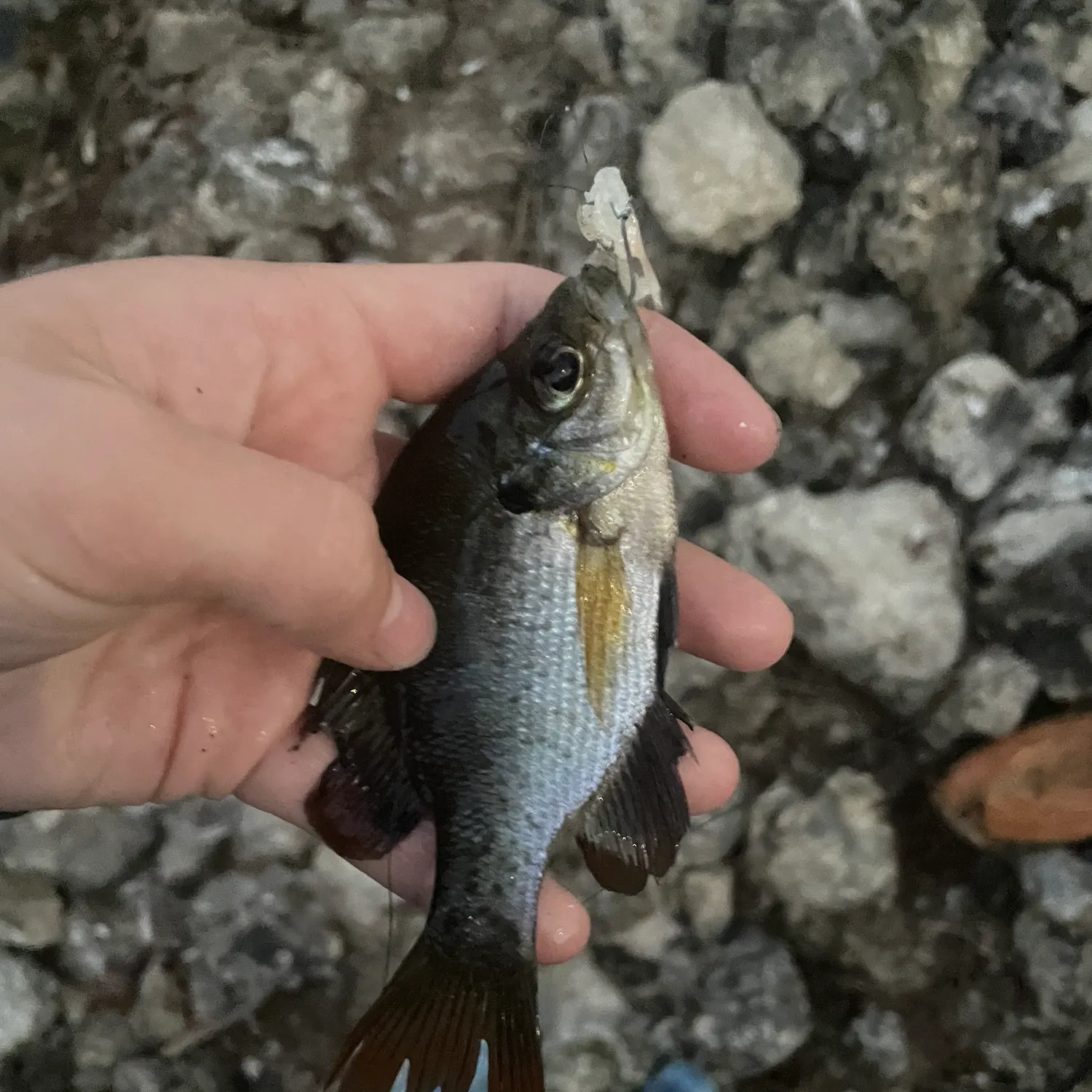 The most recent Coppernose bluegill catches on Fishbrain