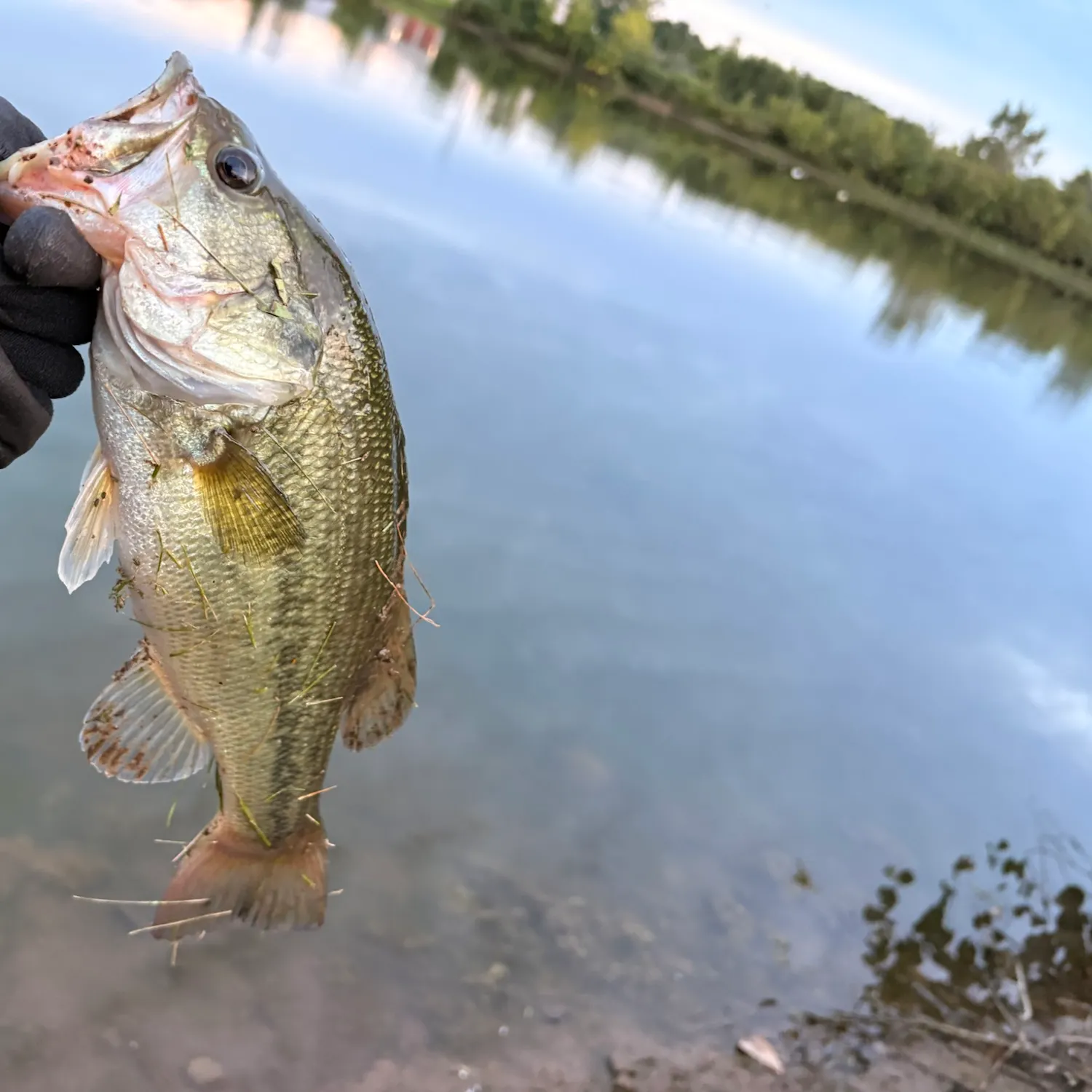 Largemouth bass caught on Fishbrain