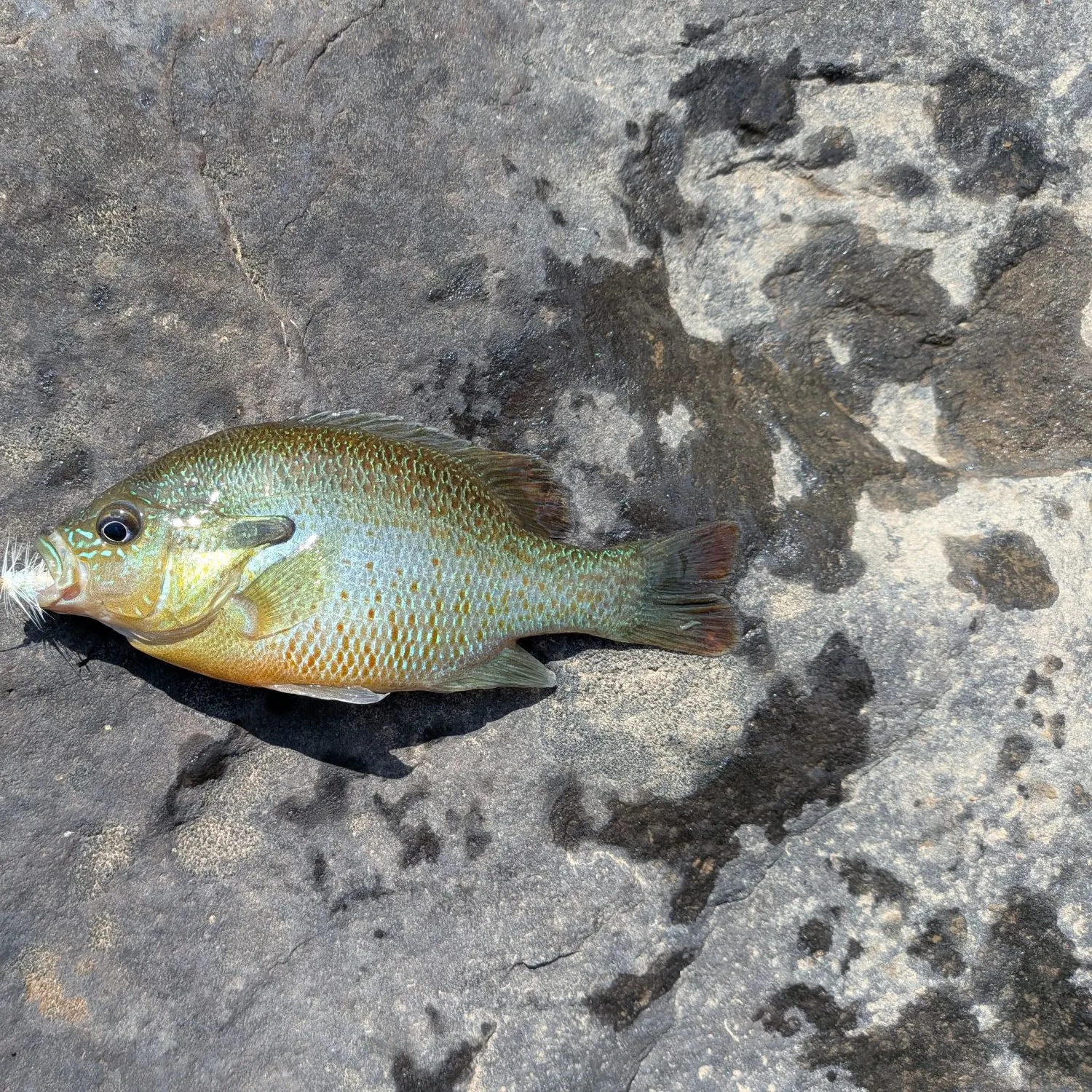 Redbreast sunfish caught on Fishbrain