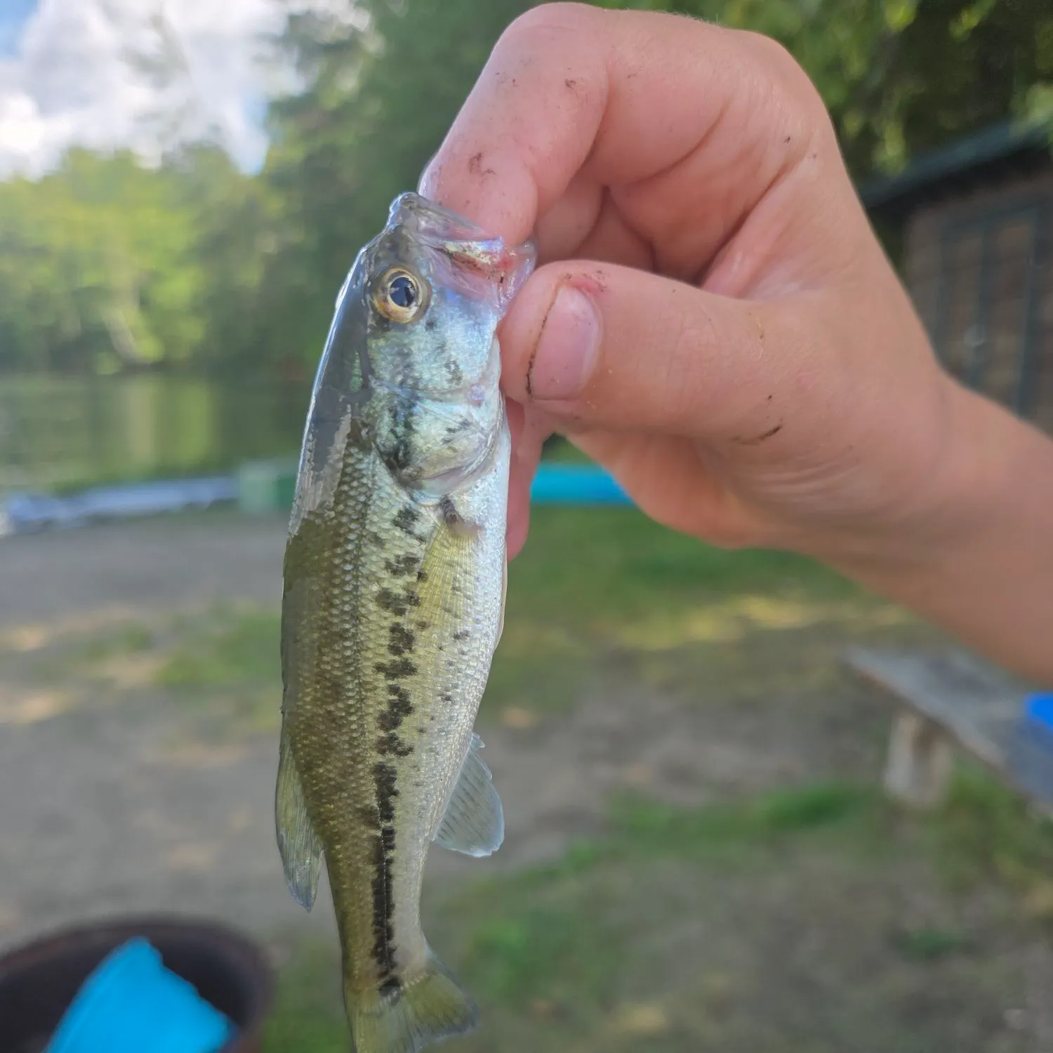 Spotted bass caught on Fishbrain