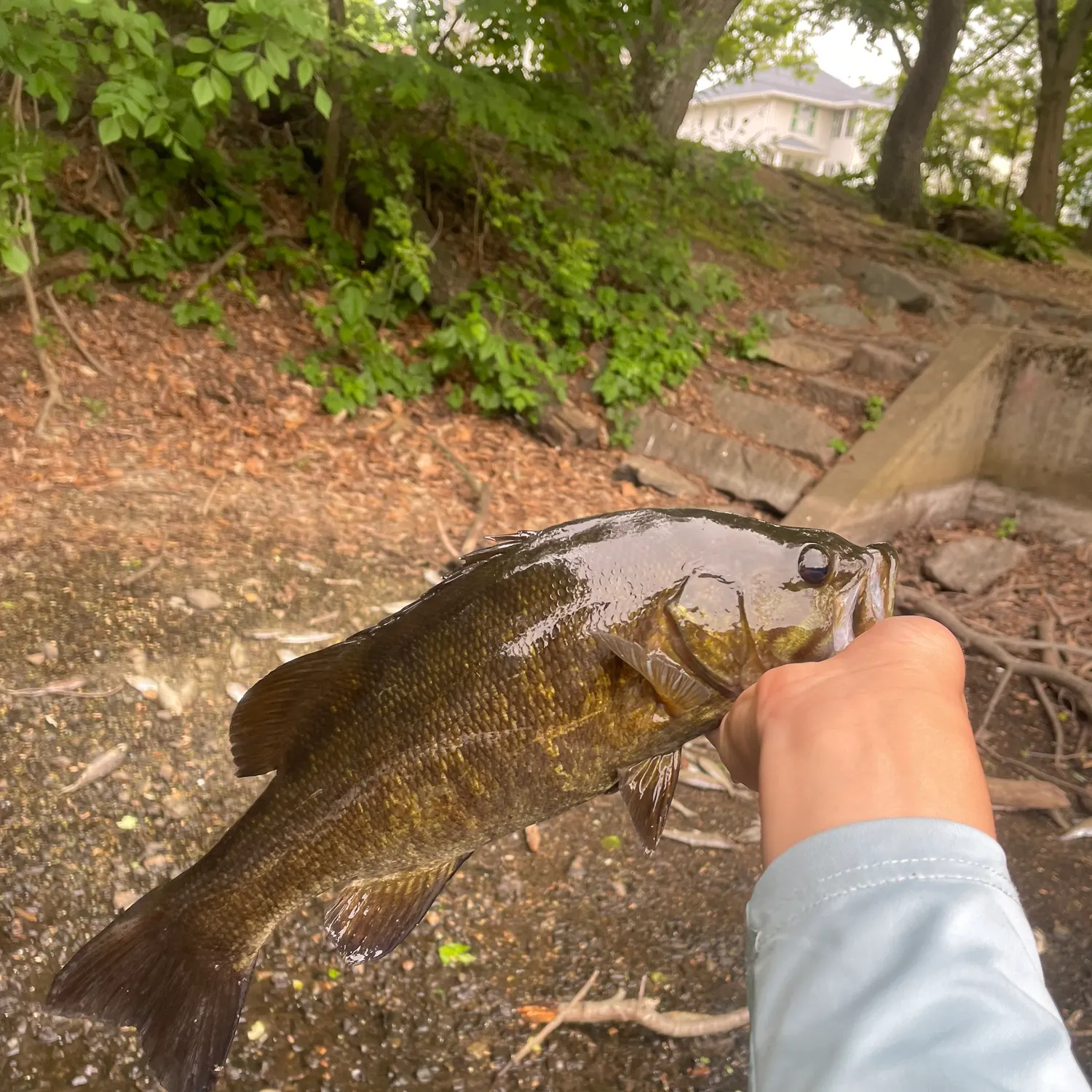 catch