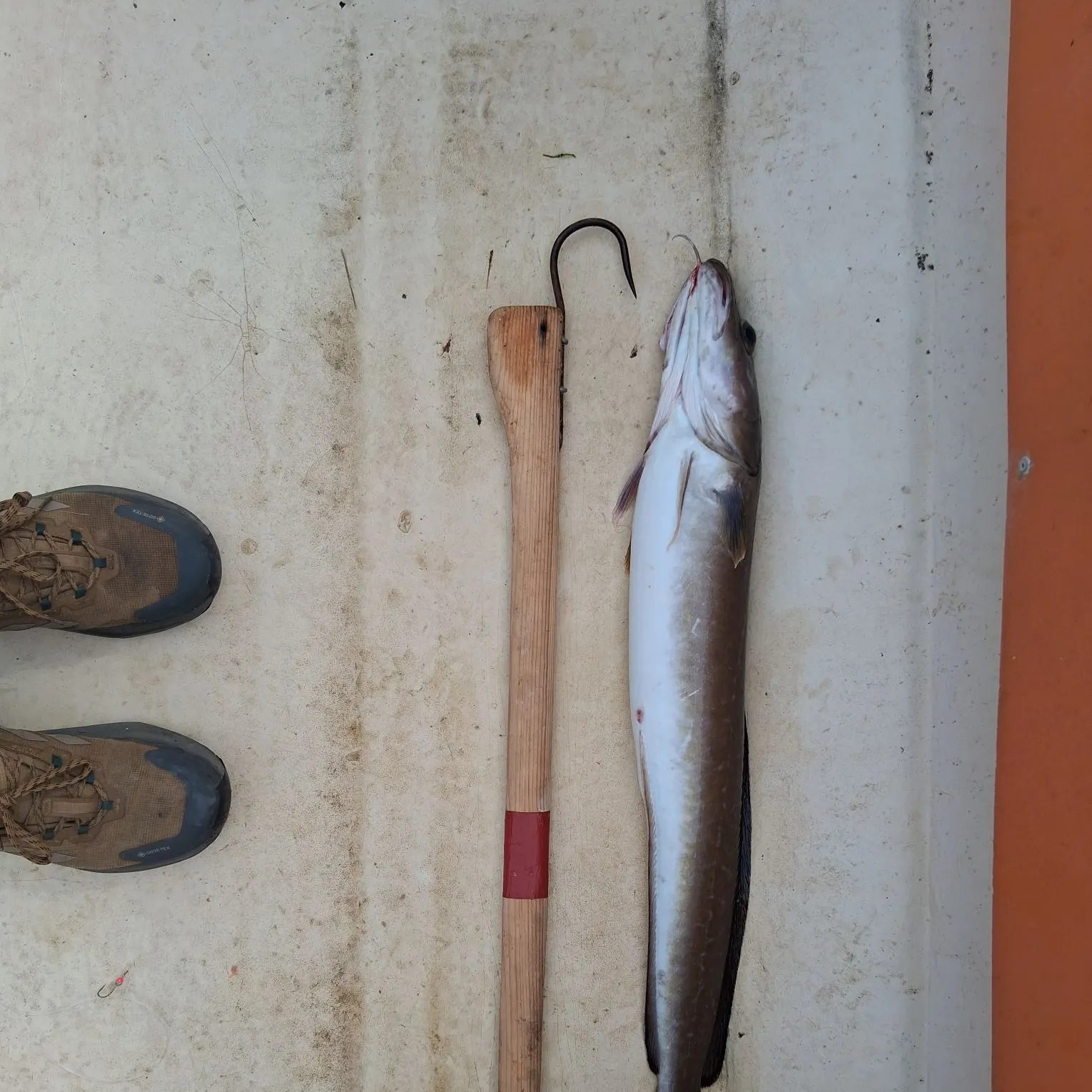 Common ling caught on Fishbrain