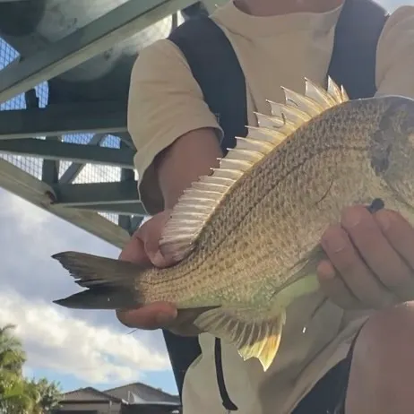The most recent Surf bream catches on Fishbrain