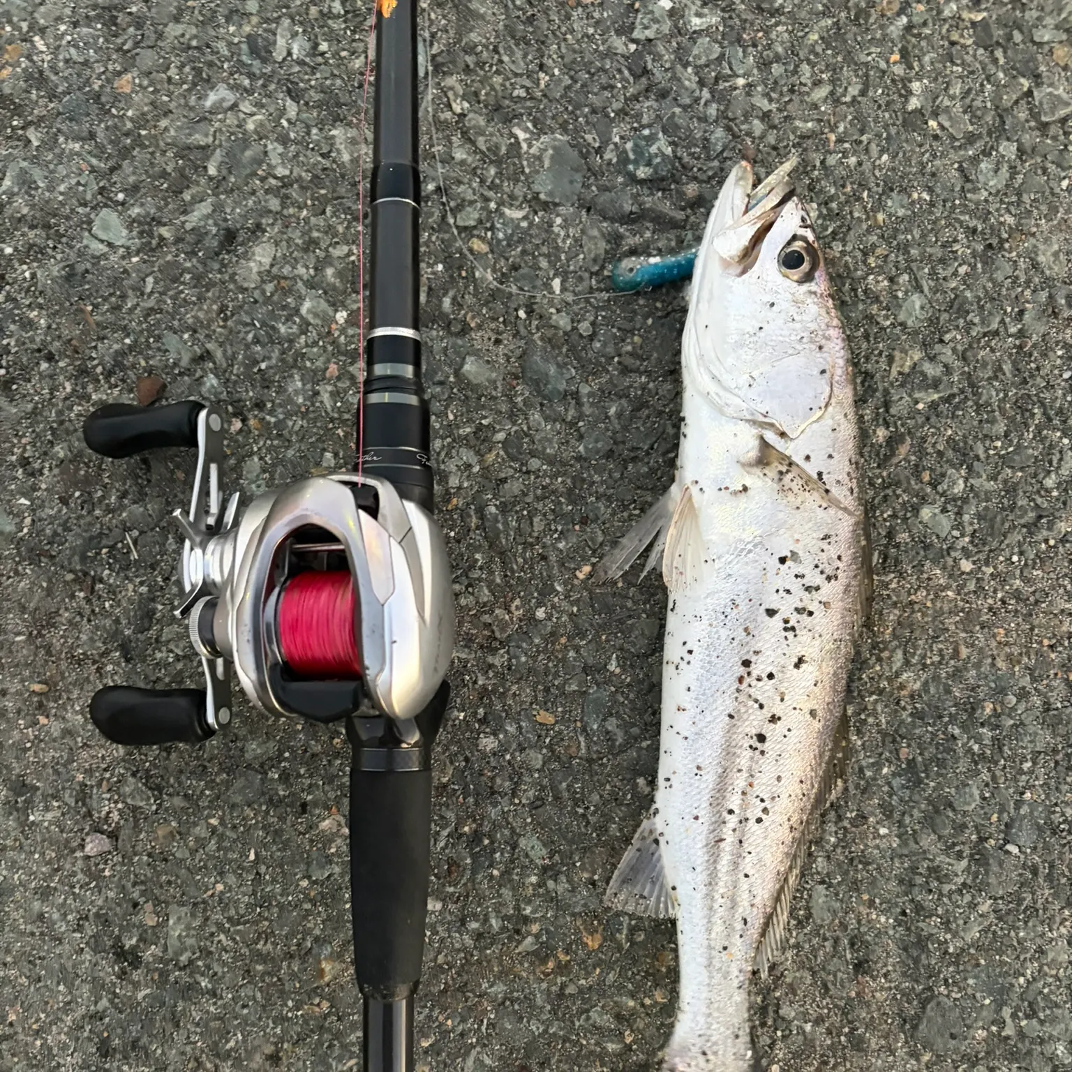 The most recent Shortfin corvina catches on Fishbrain