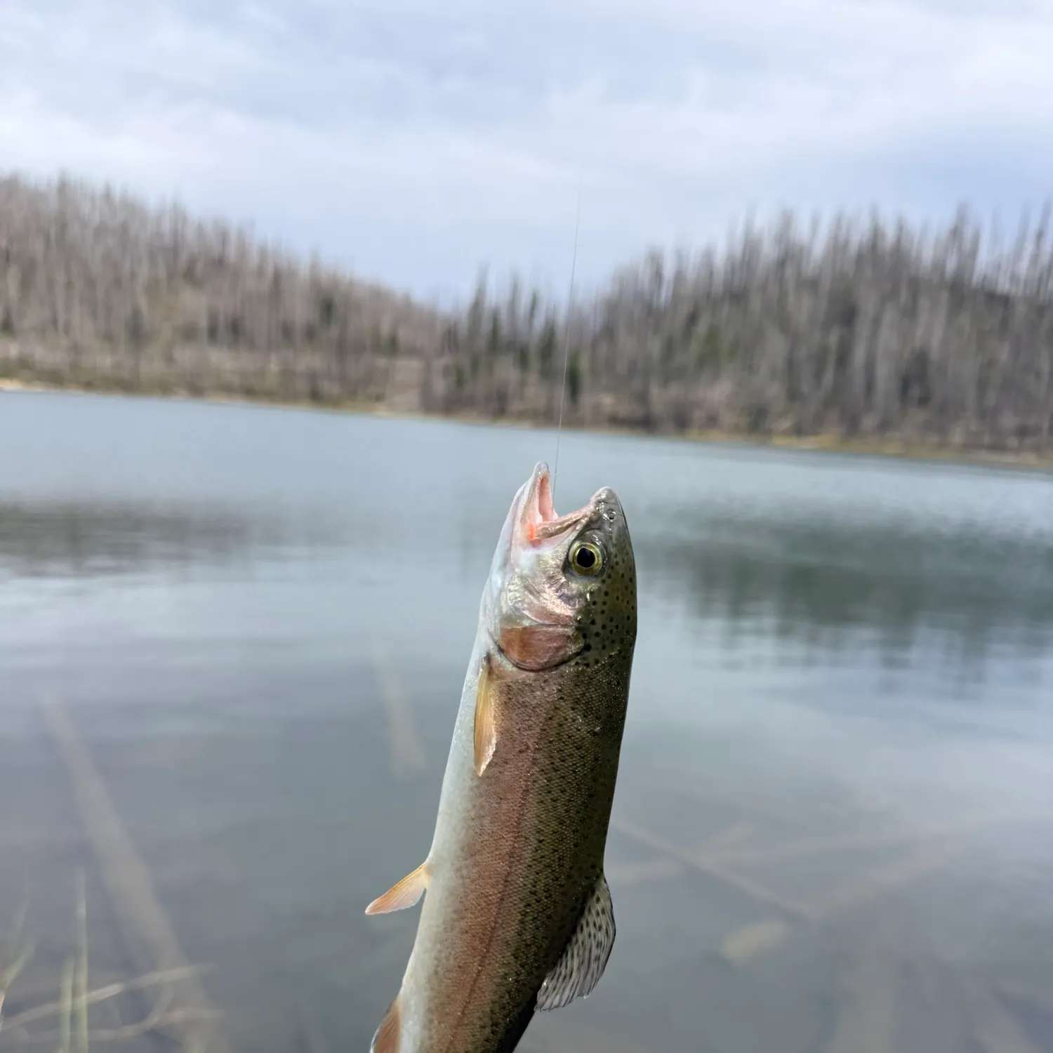Rainbow trout caught on Fishbrain