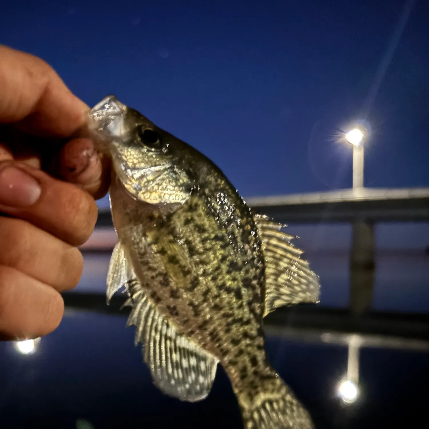 Black crappie caught on Fishbrain