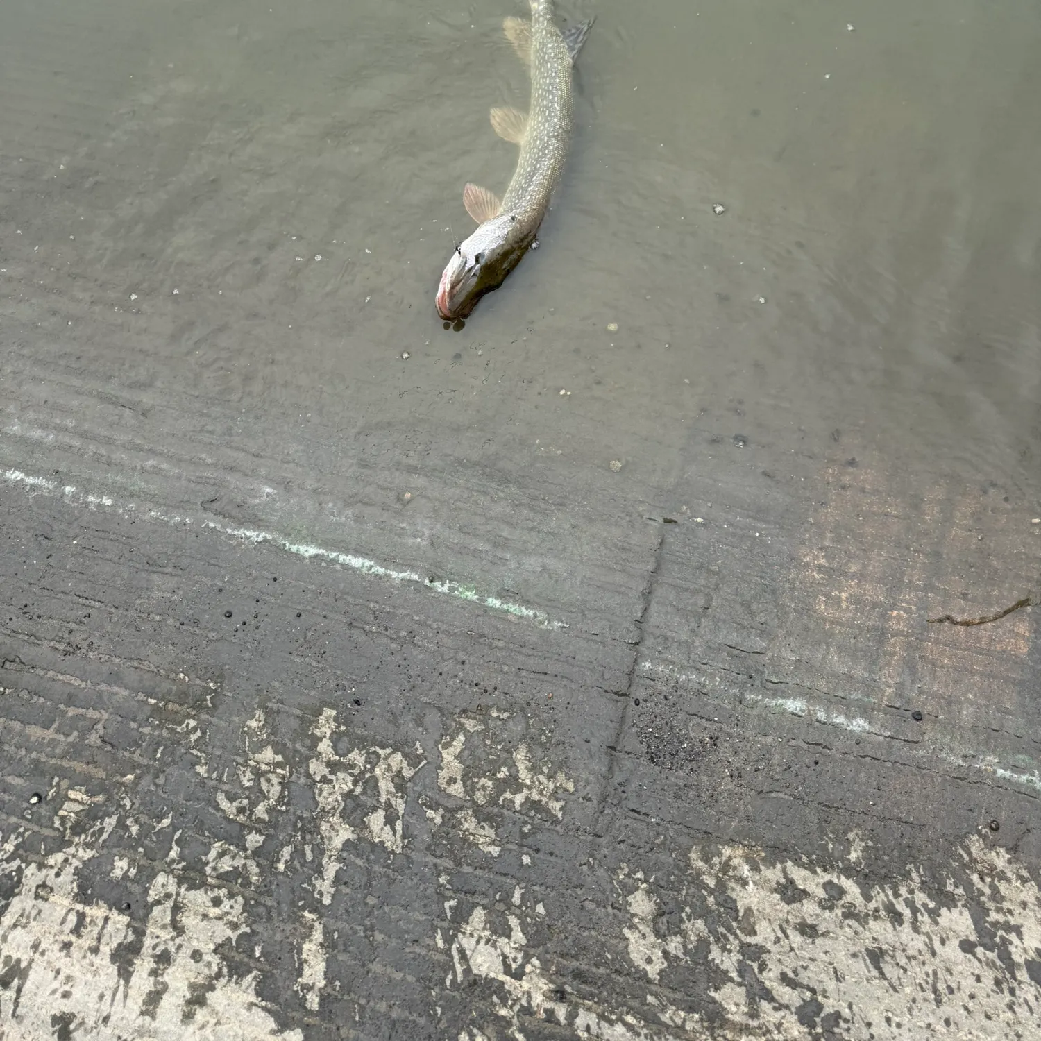 Northern pike caught on Fishbrain