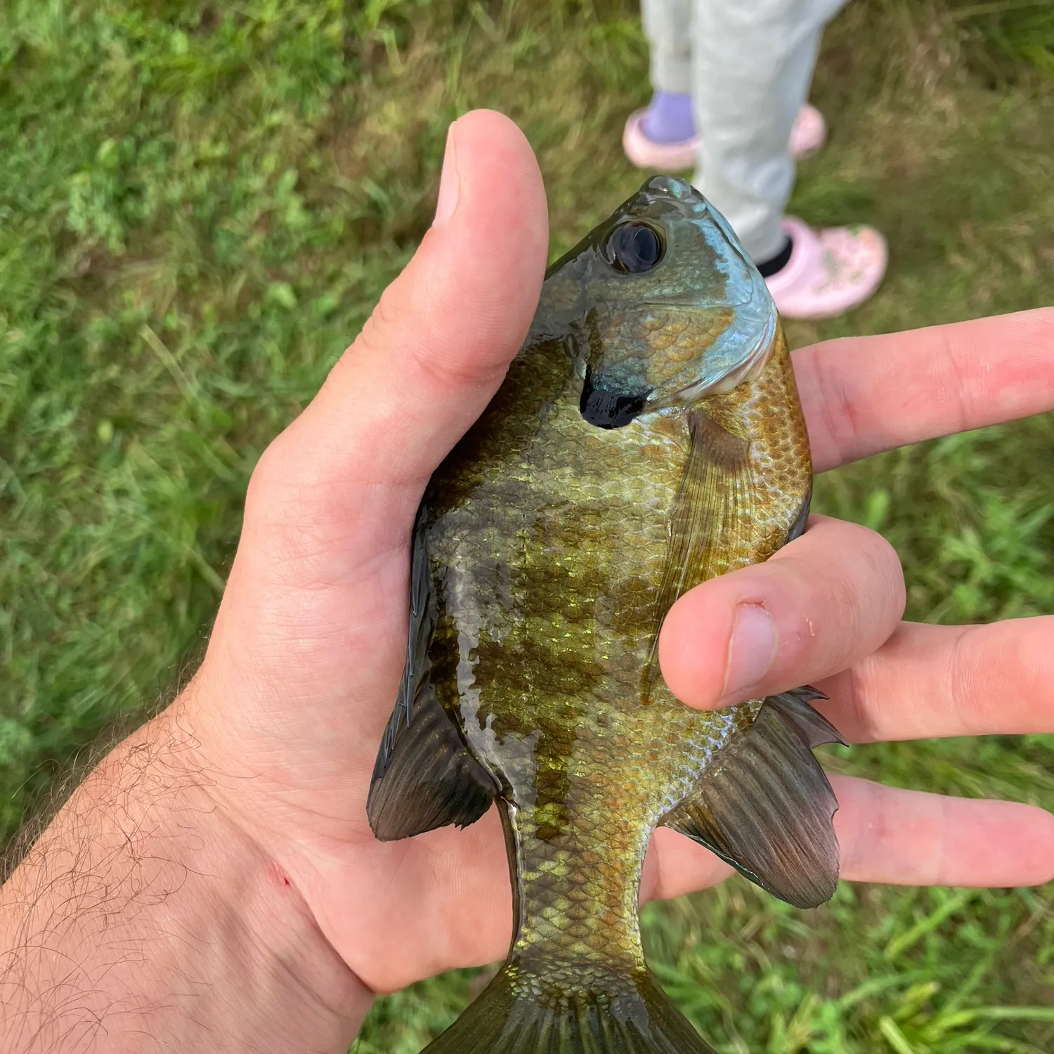 Bluegill caught on Fishbrain