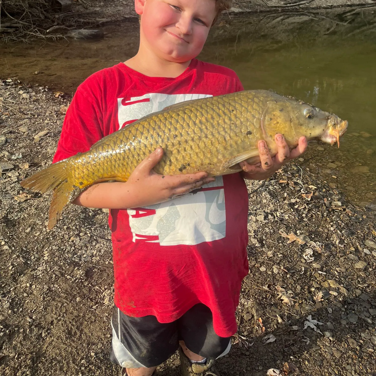 Common carp caught on Fishbrain