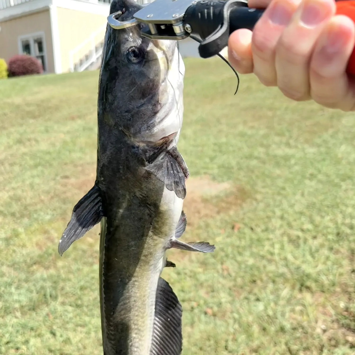 Channel catfish caught on Fishbrain