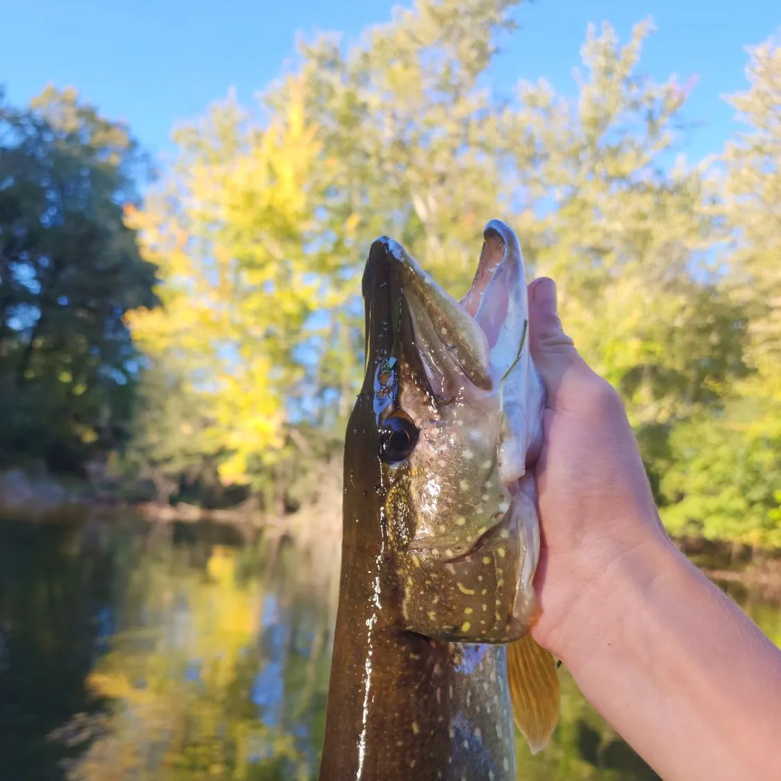 Northern pike caught on Fishbrain