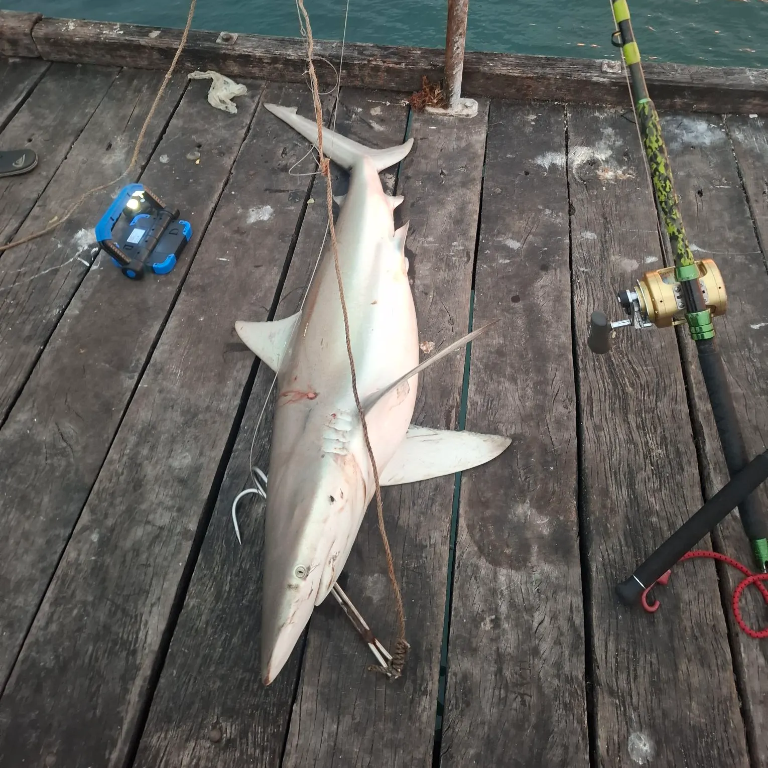 The most recent Dusky shark catches on Fishbrain