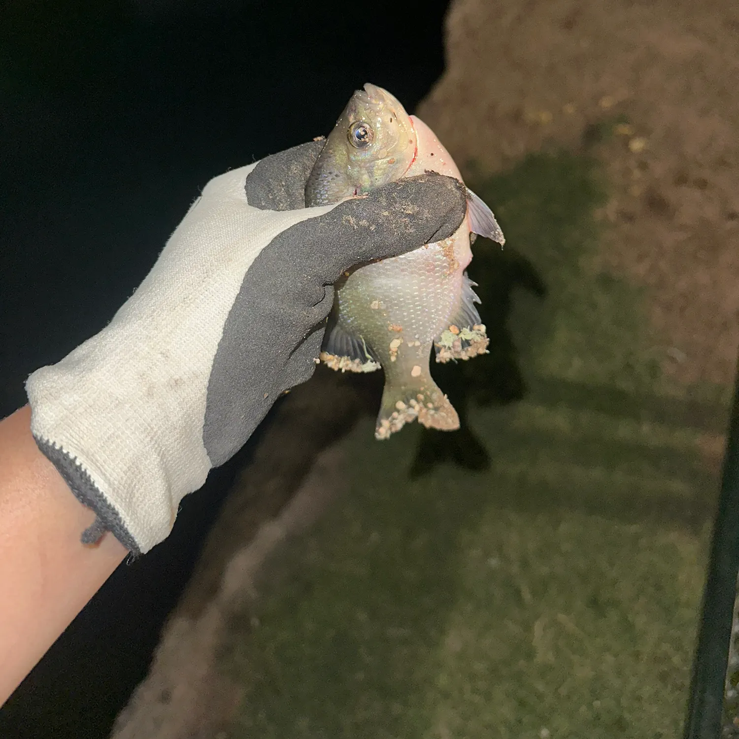 Bluegill caught on Fishbrain