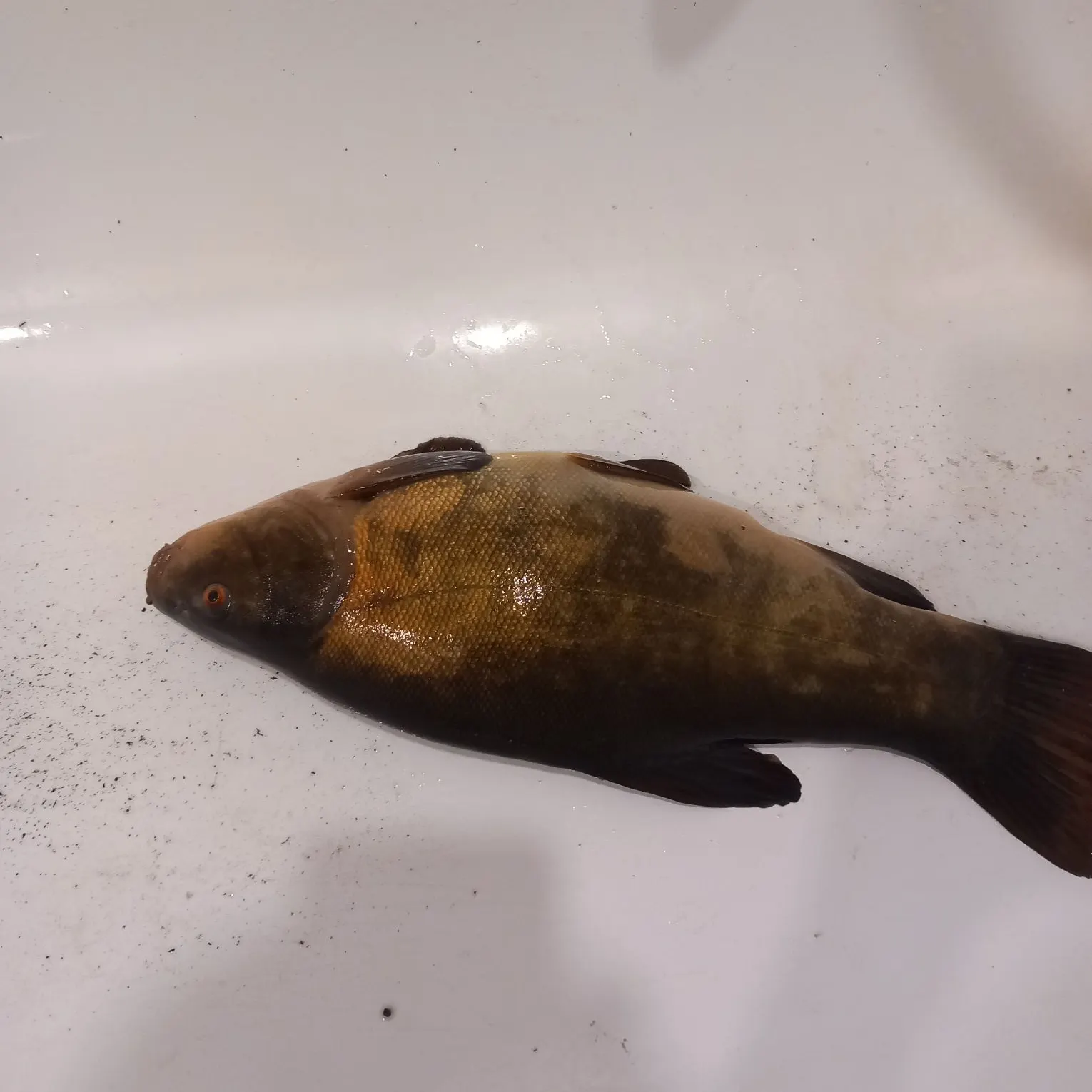 Tench caught on Fishbrain