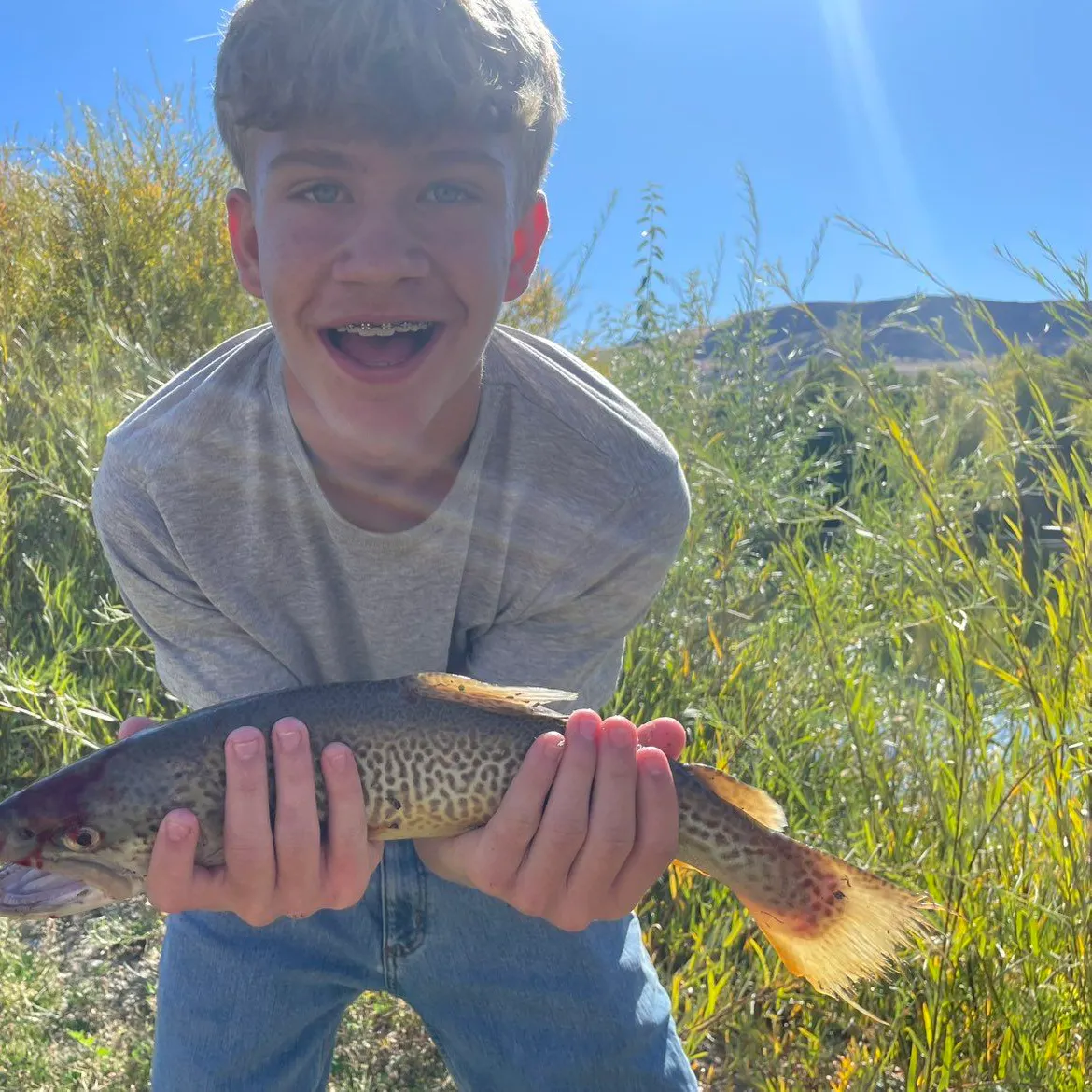Tiger trout caught on Fishbrain