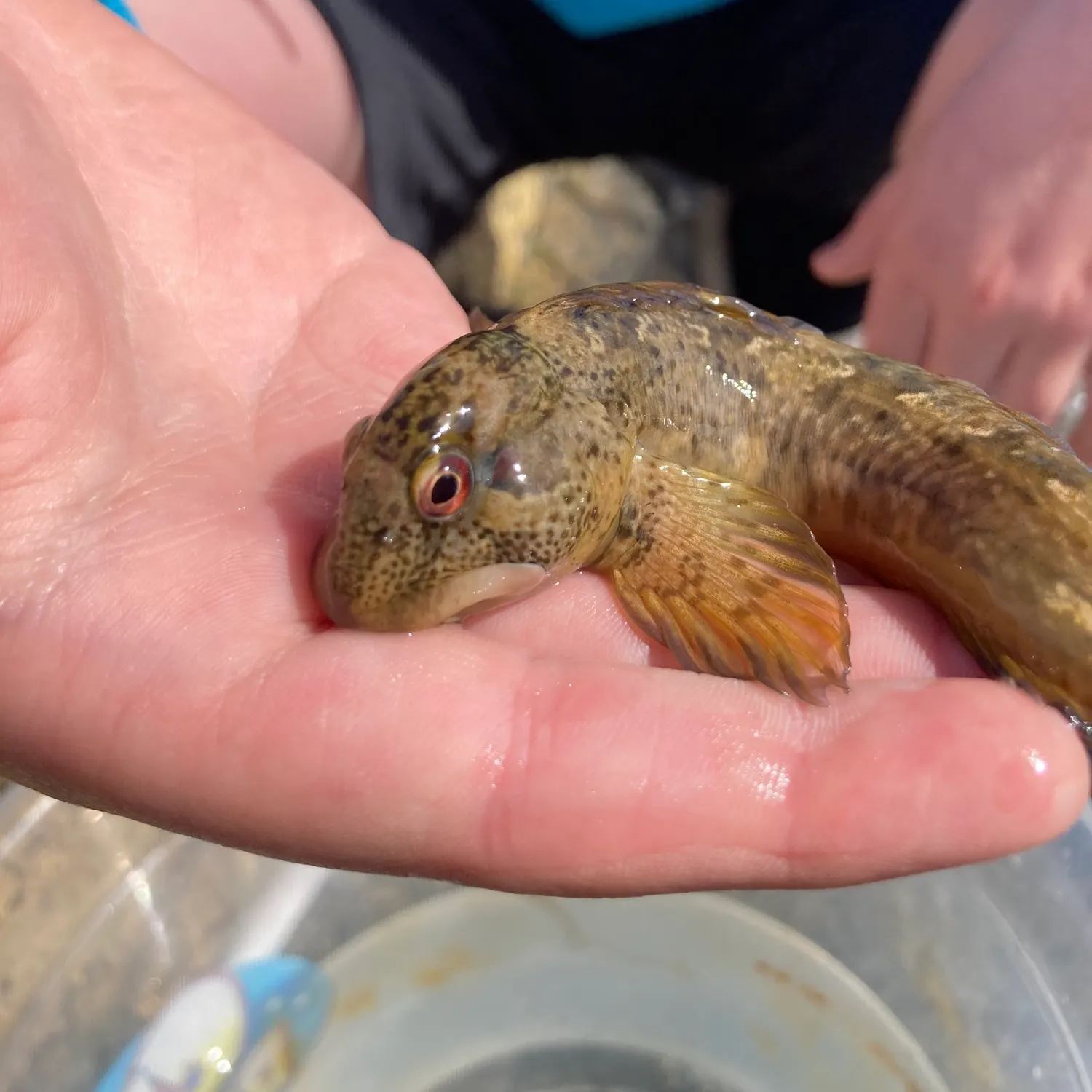 The most recent Shanny catches on Fishbrain