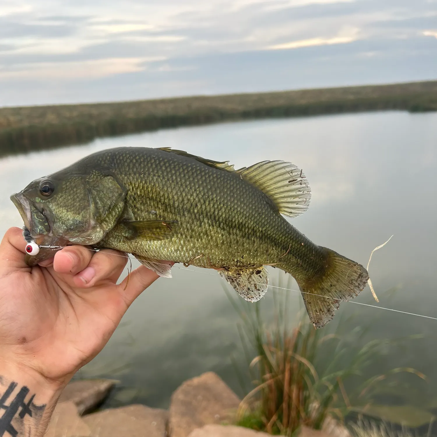 Largemouth bass caught on Fishbrain