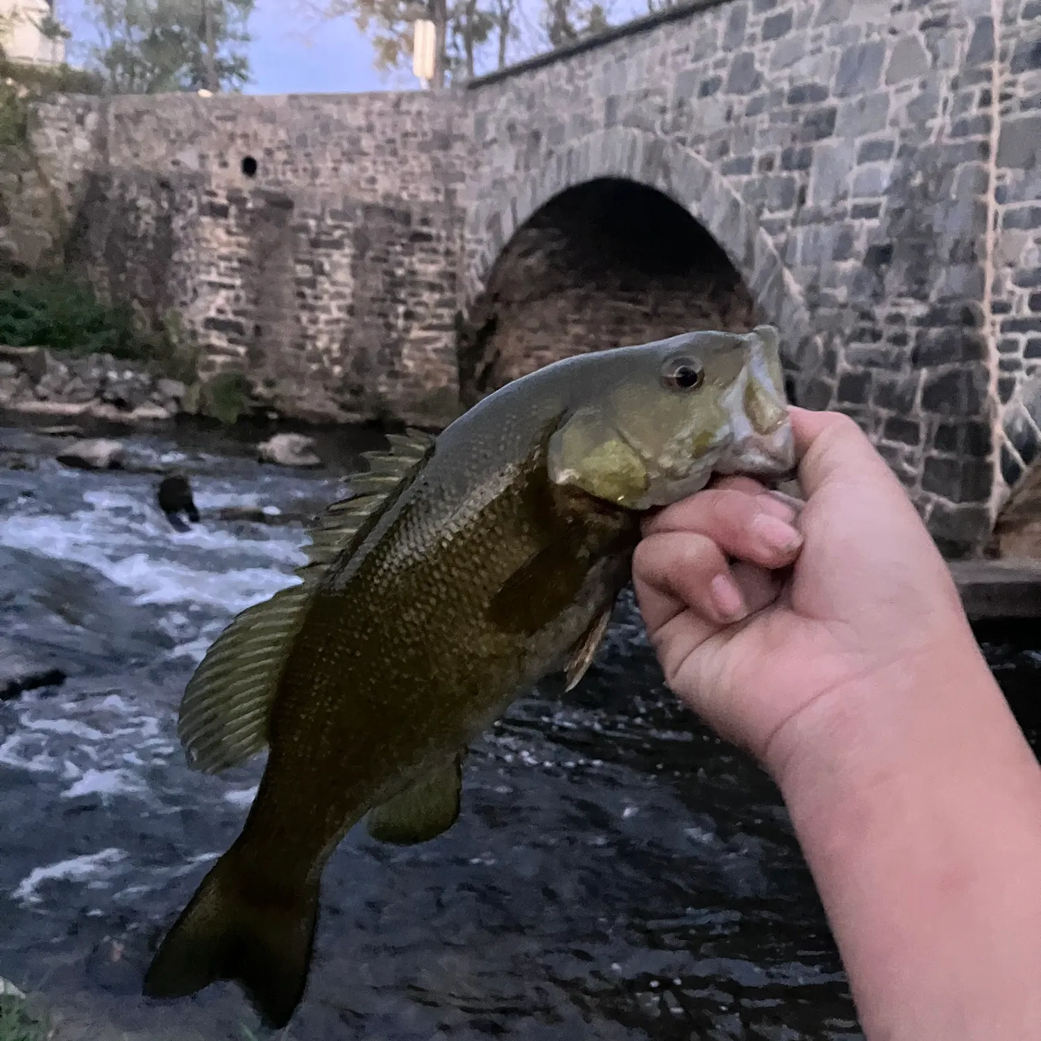 Smallmouth bass caught on Fishbrain