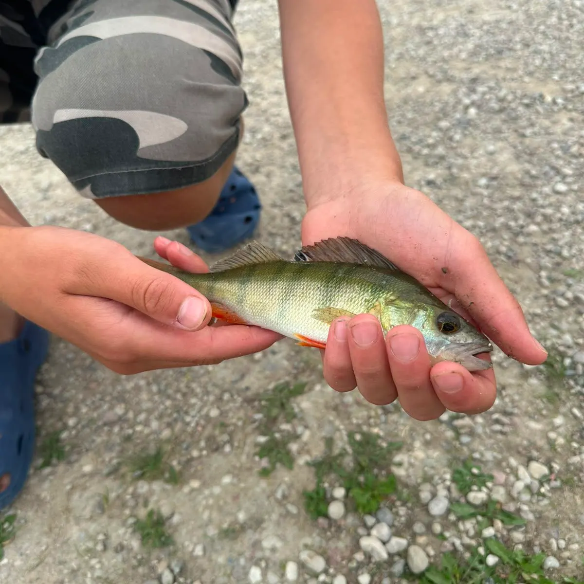 European perch caught on Fishbrain