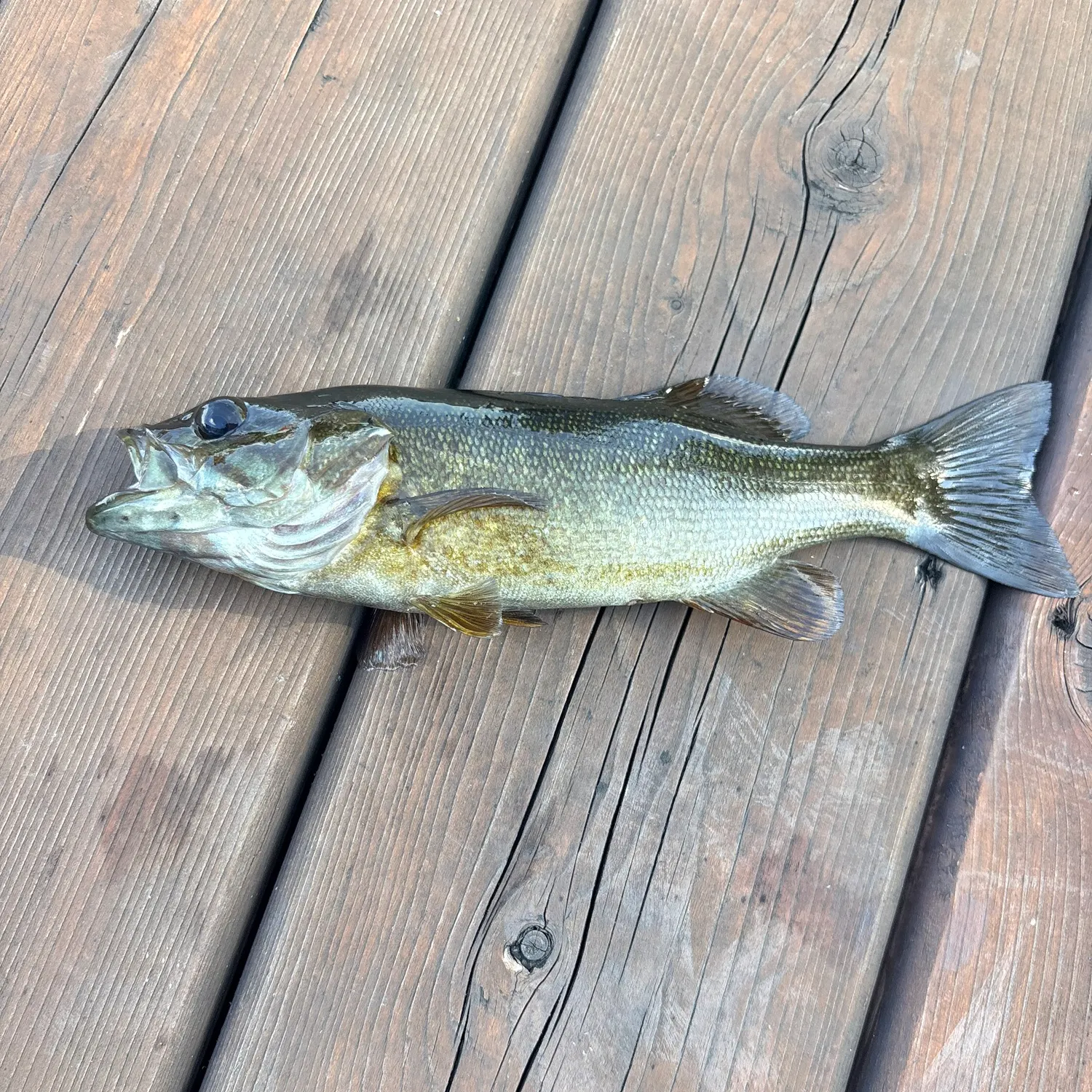 Smallmouth bass caught on Fishbrain