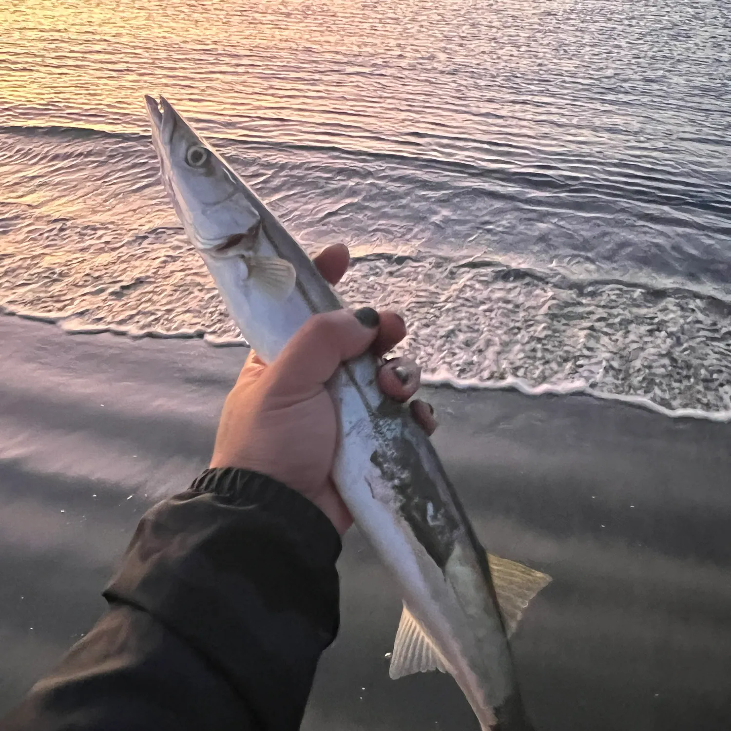 The most recent Pacific barracuda catches on Fishbrain
