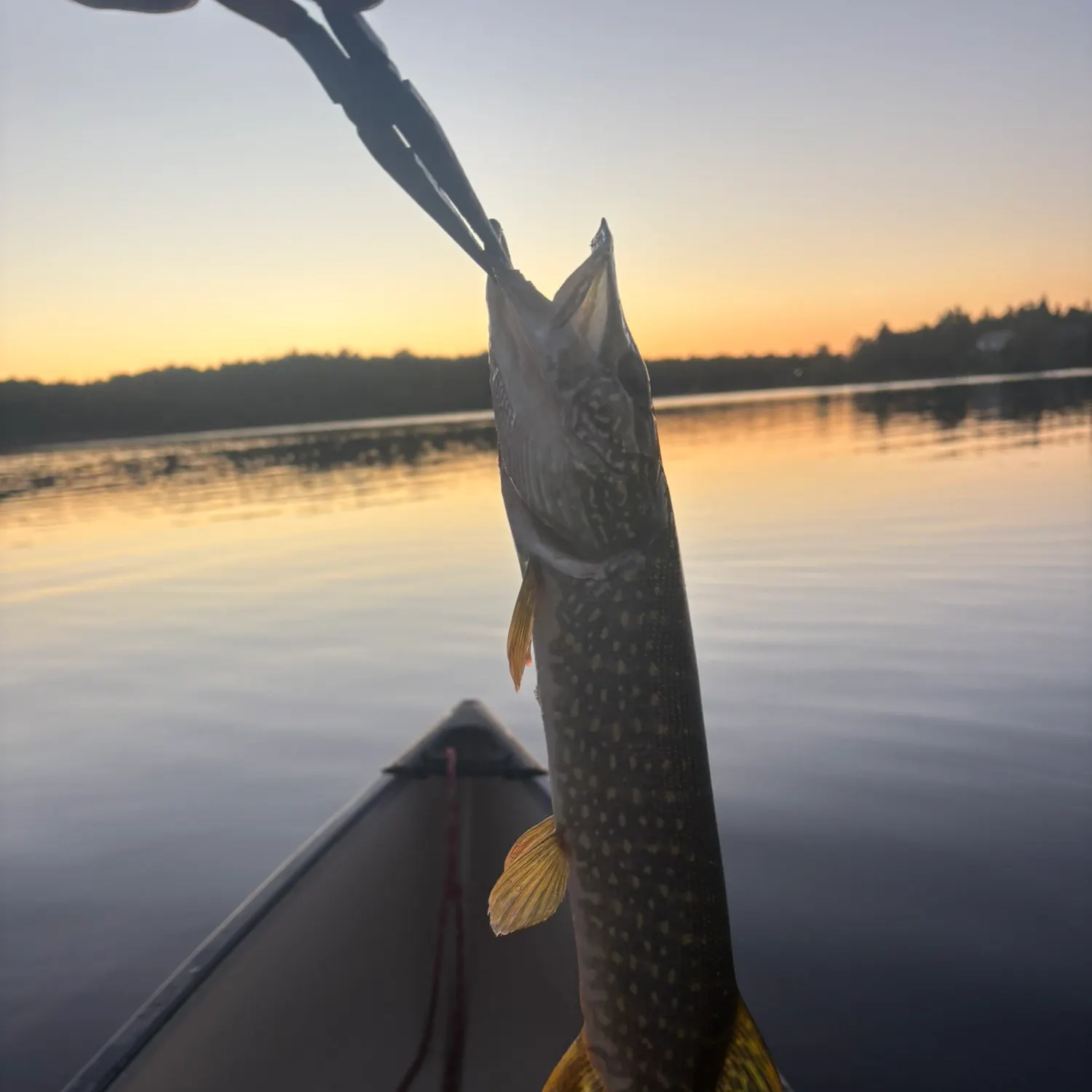 Northern pike caught on Fishbrain