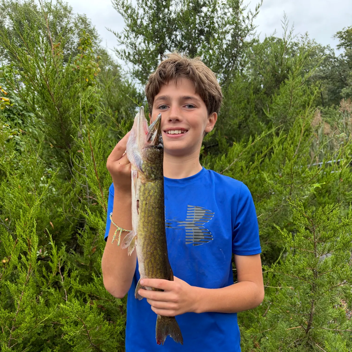 Chain pickerel caught on Fishbrain