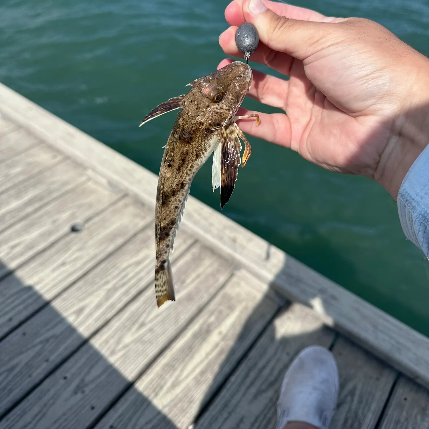 The most recent Bighead searobin catches on Fishbrain