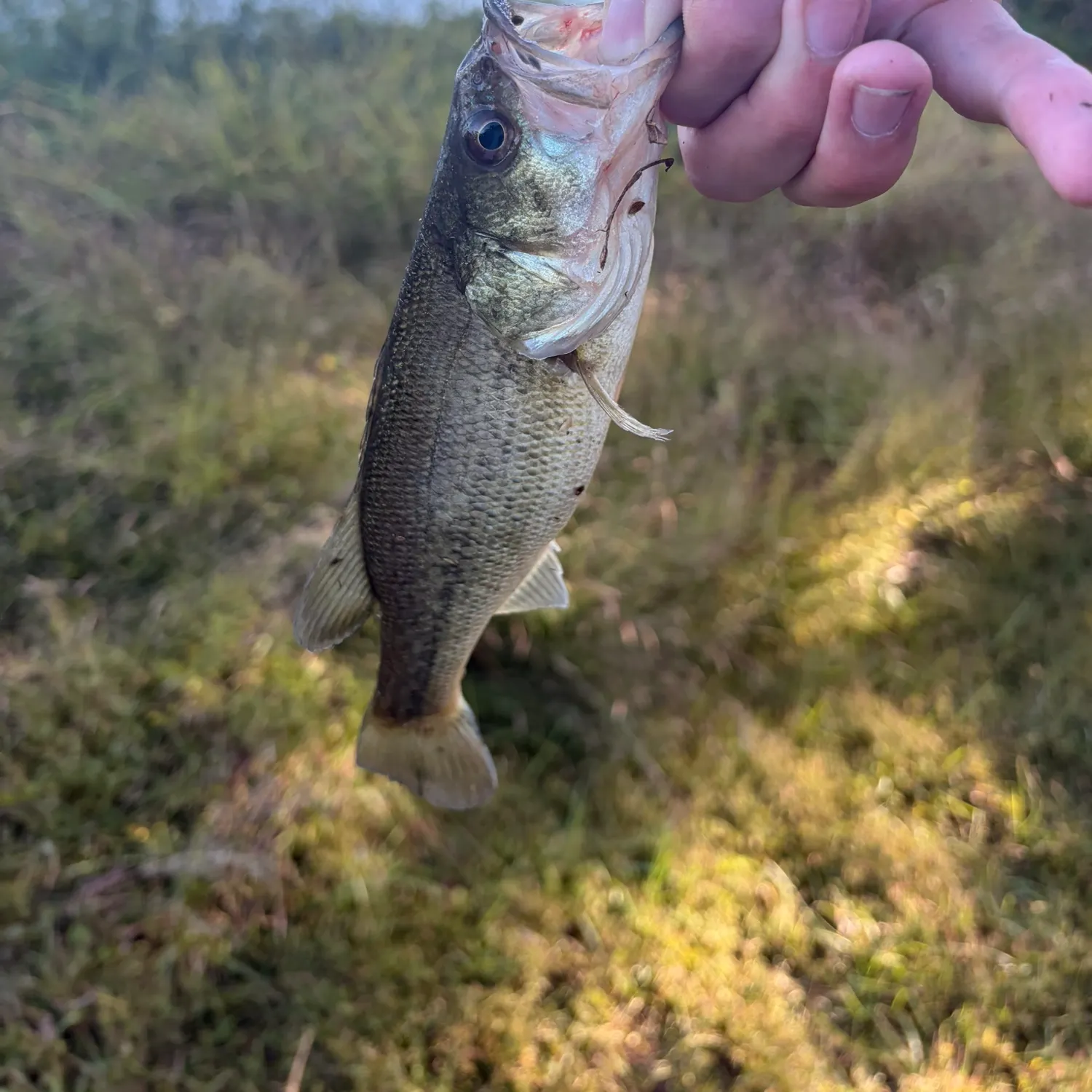 Fish caught on Fishbrain