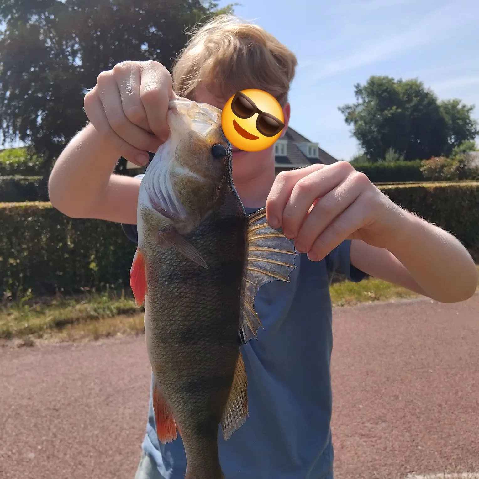 European perch caught on Fishbrain