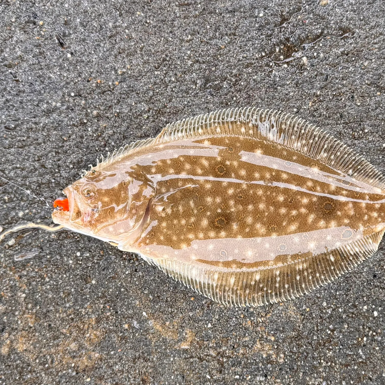 Summer flounder caught on Fishbrain