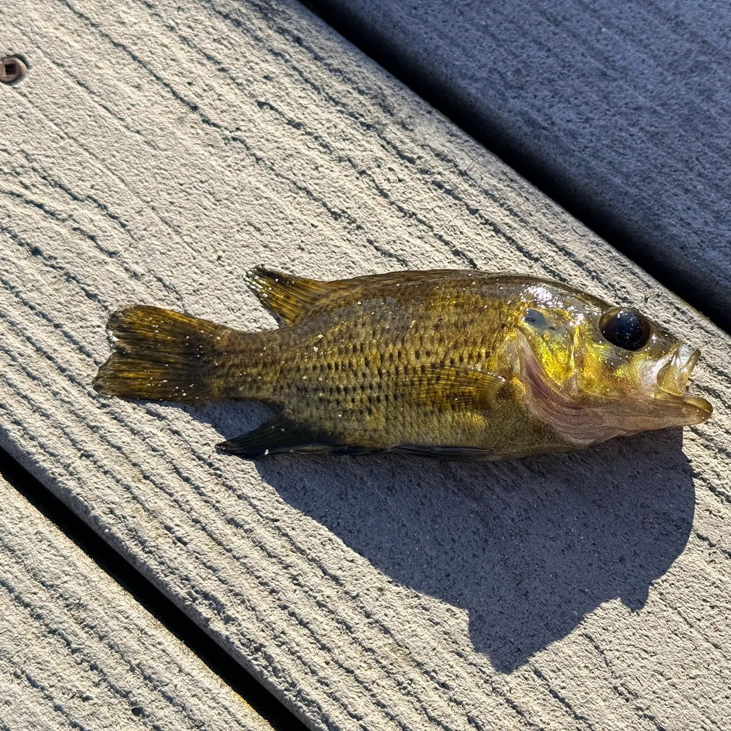 Rock bass caught on Fishbrain