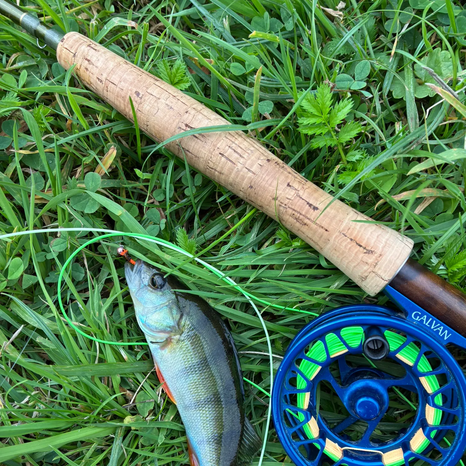 European perch caught on Fishbrain