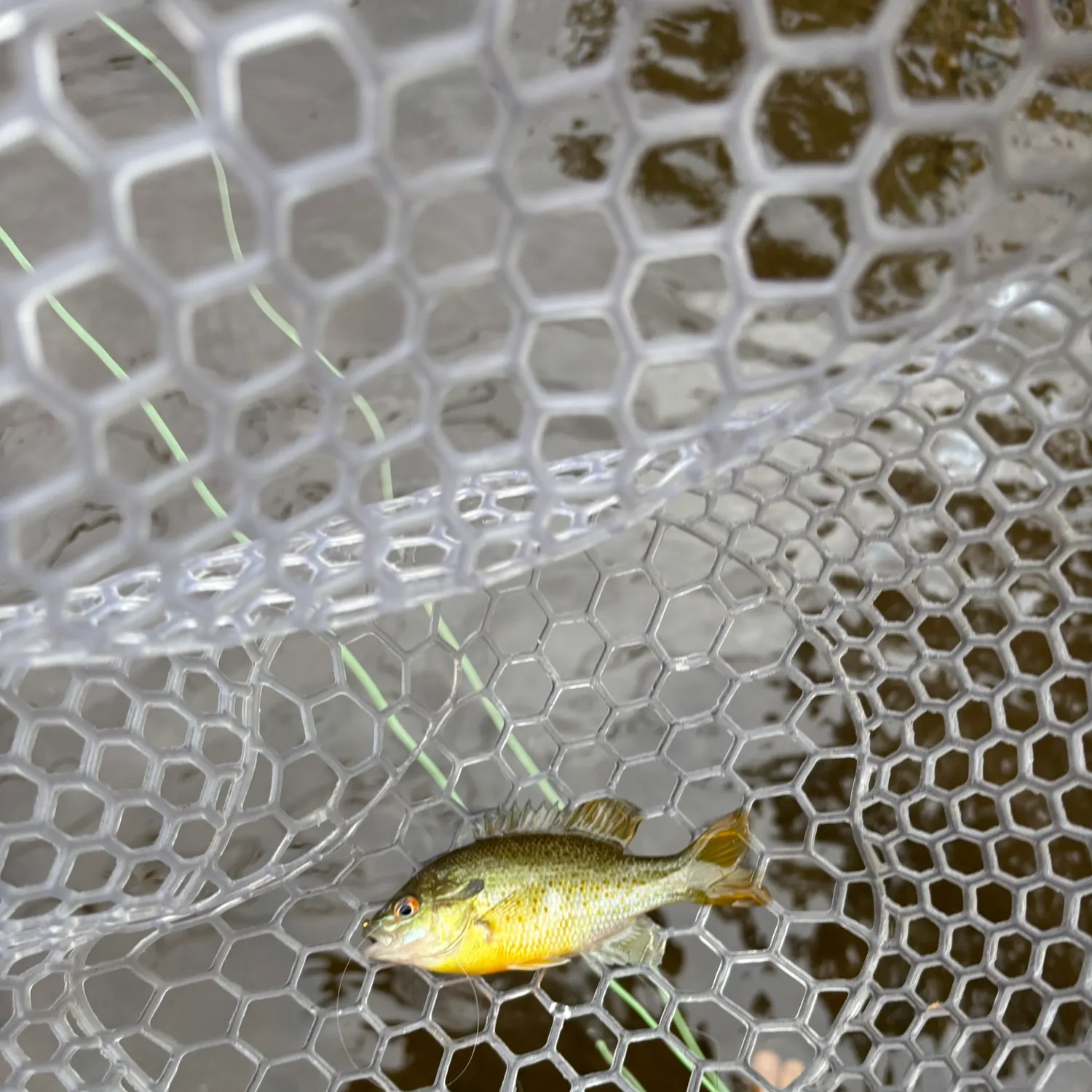 Redbreast sunfish caught on Fishbrain