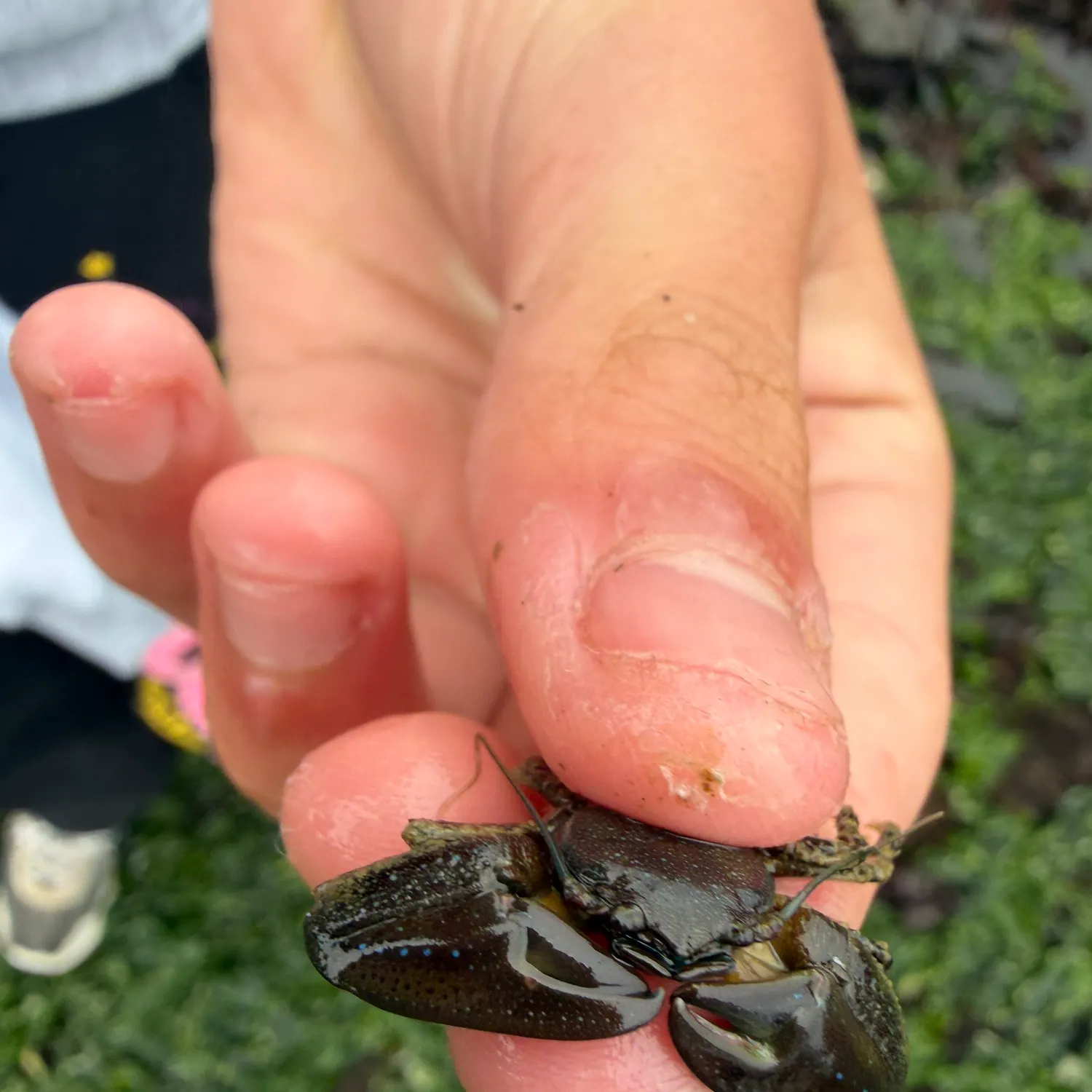 The most recent Northern kelp crab catches on Fishbrain