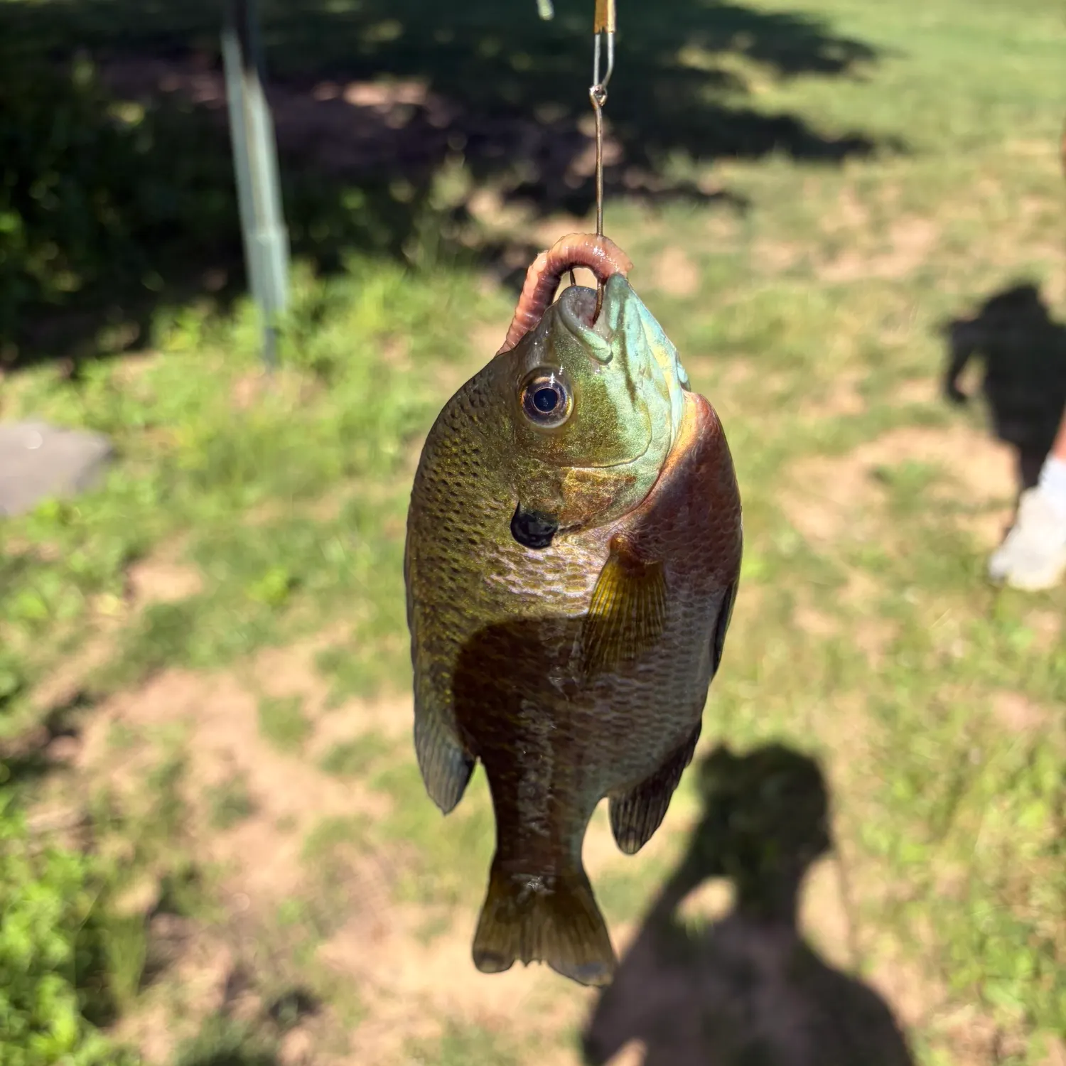 catch