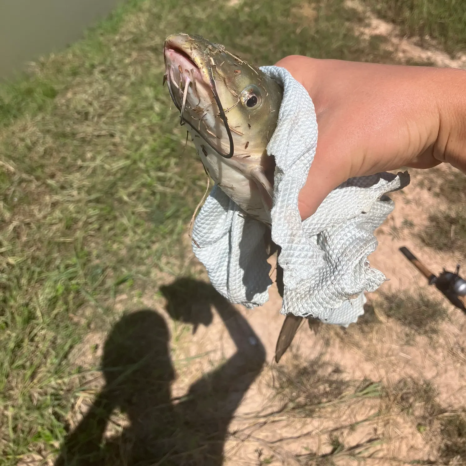 Channel catfish caught on Fishbrain