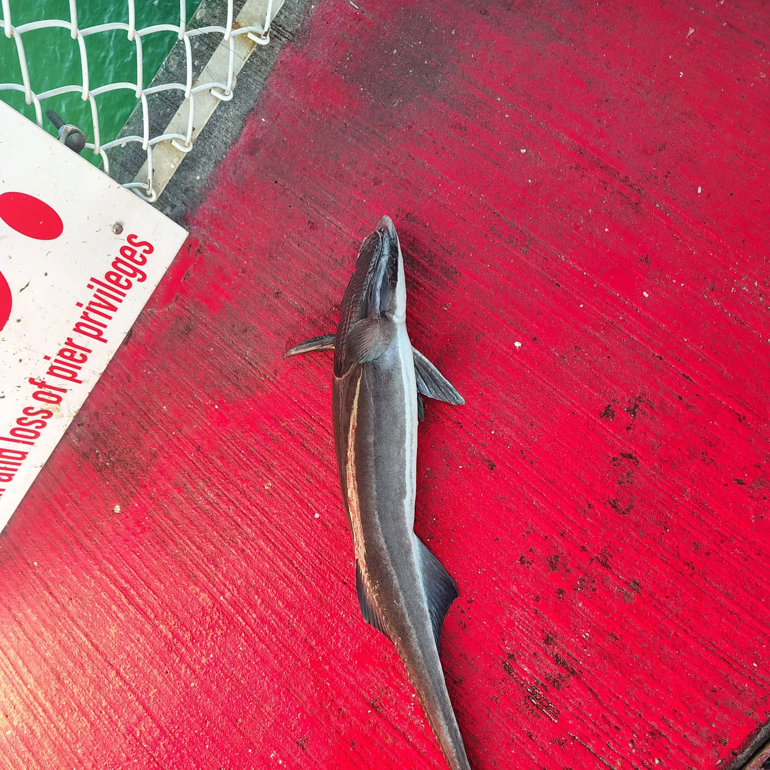 The most recent Common remora catches on Fishbrain