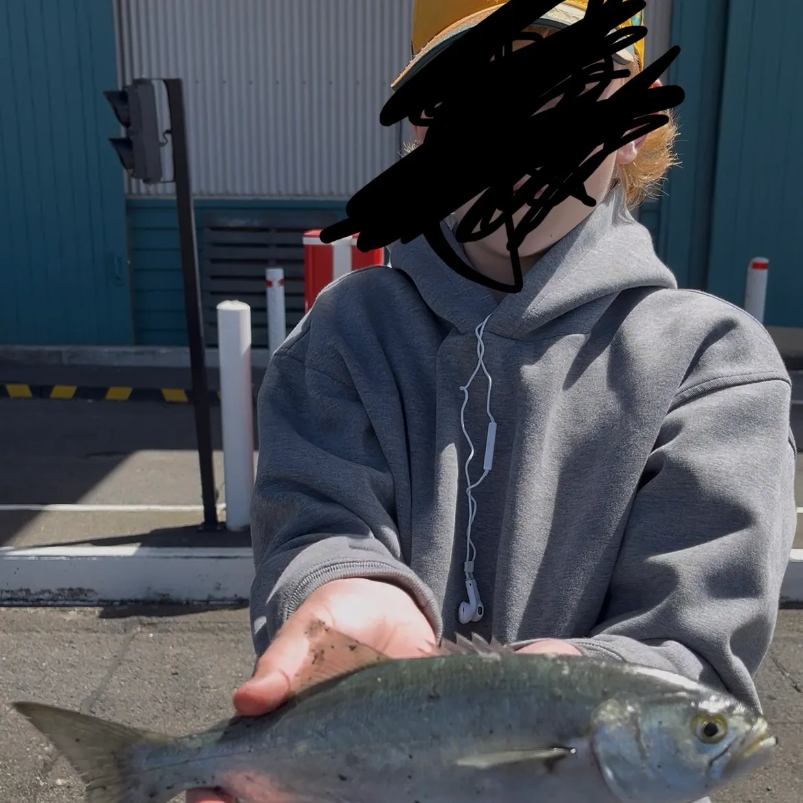 Bluefish caught on Fishbrain
