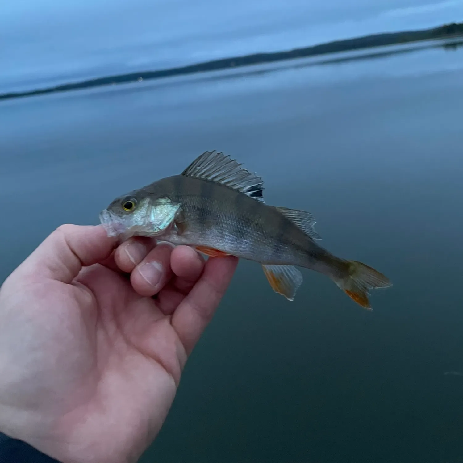 European perch caught on Fishbrain