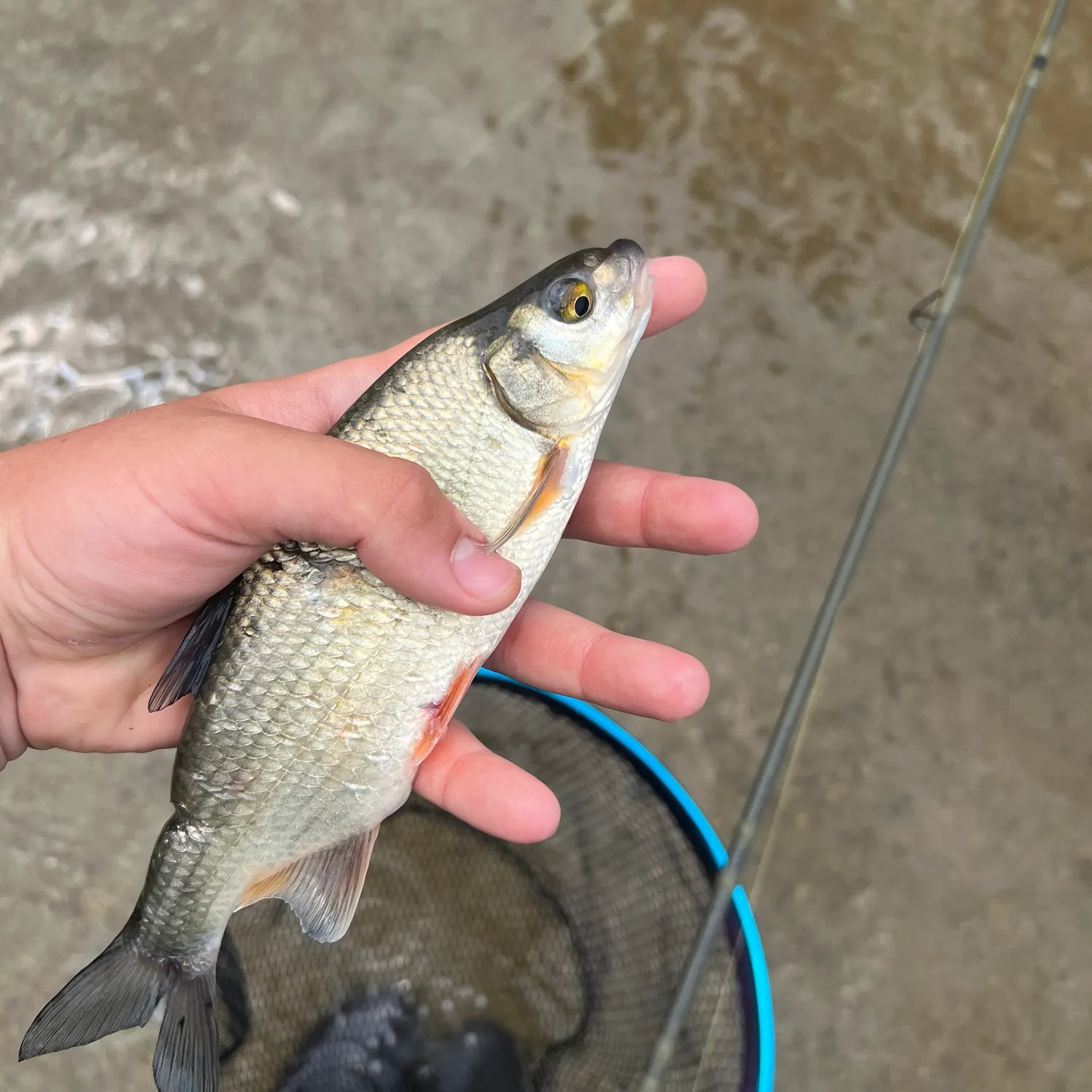 The most recent South-west European nase catches on Fishbrain