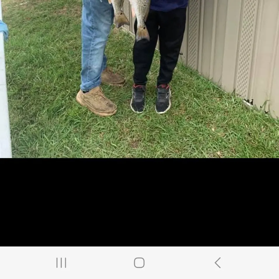 The most recent Corvina drum catches on Fishbrain