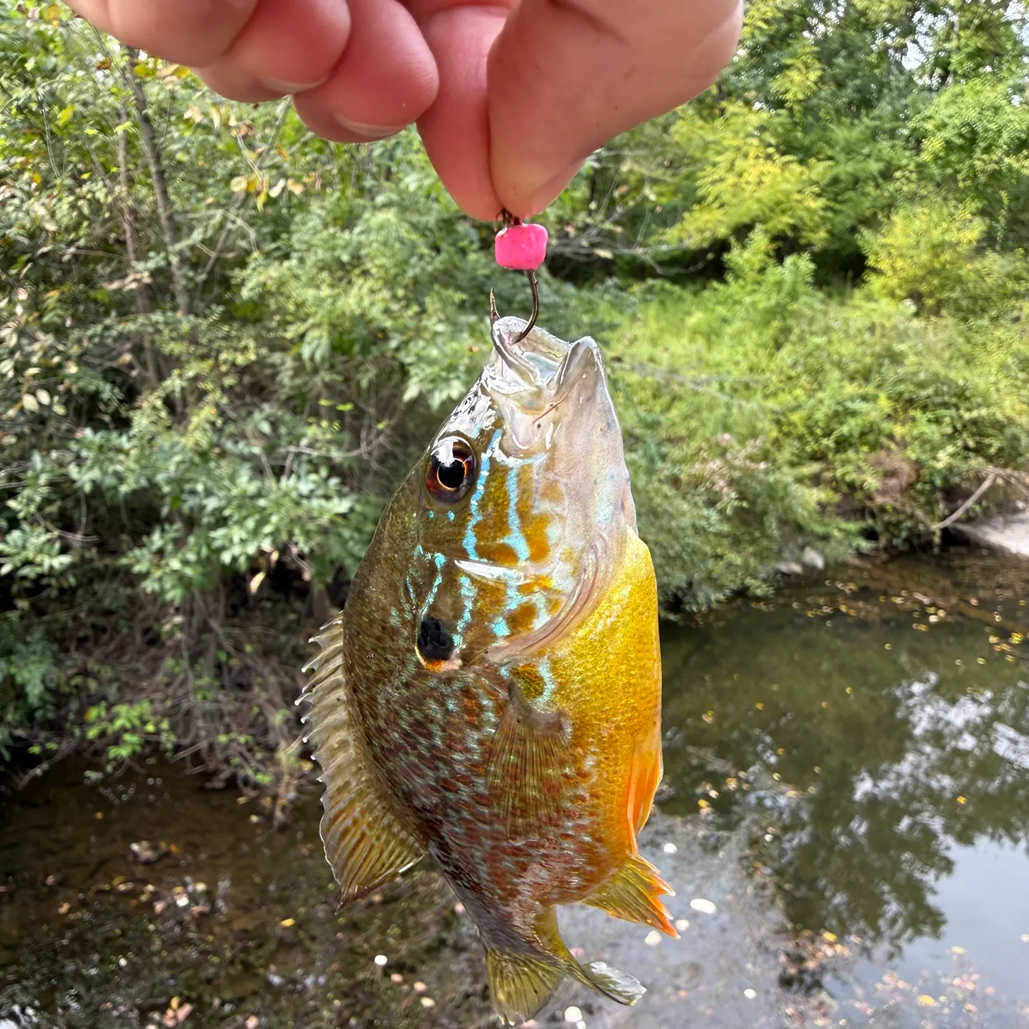 Pumpkingill hybrid caught on Fishbrain