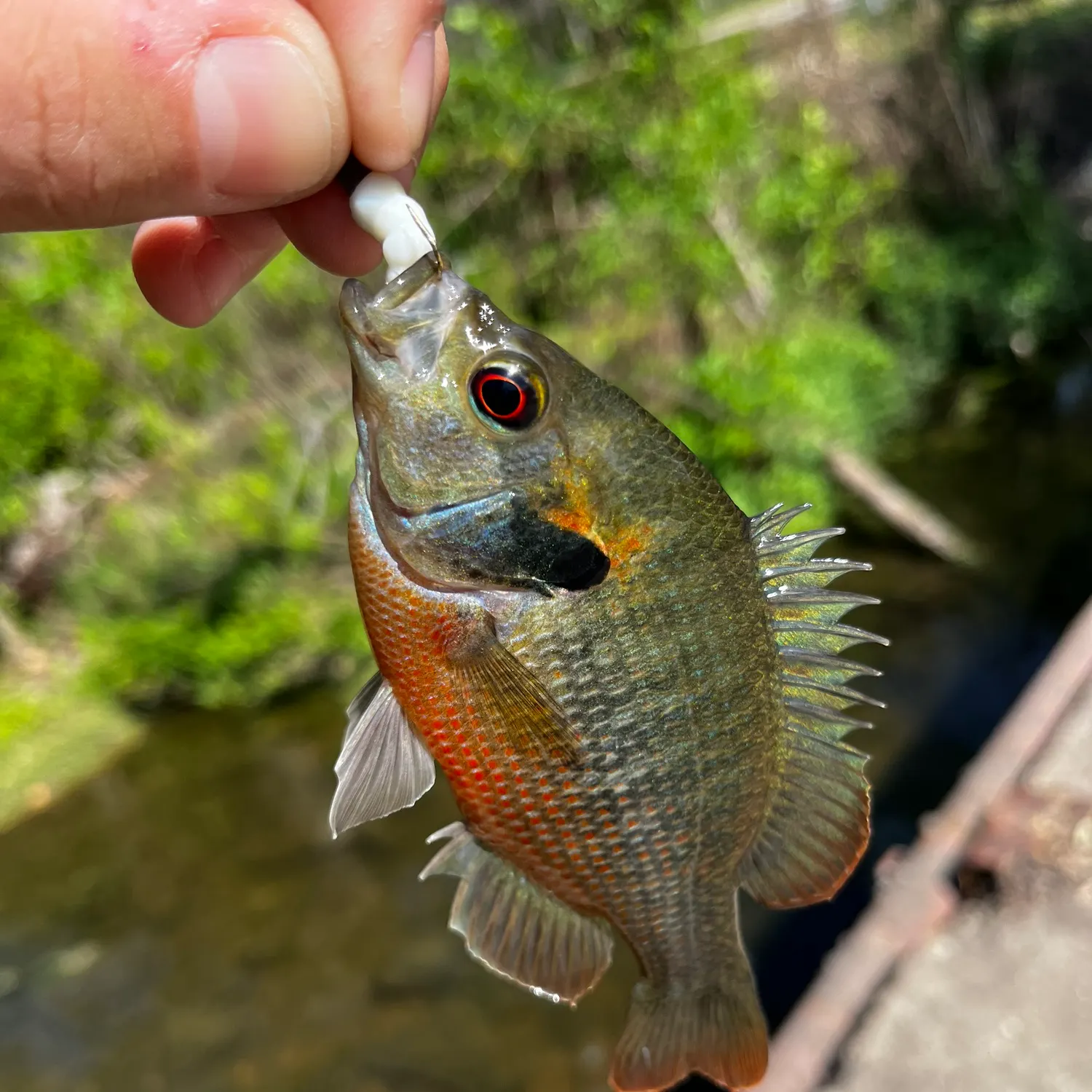 The most recent Redspotted sunfish catches on Fishbrain