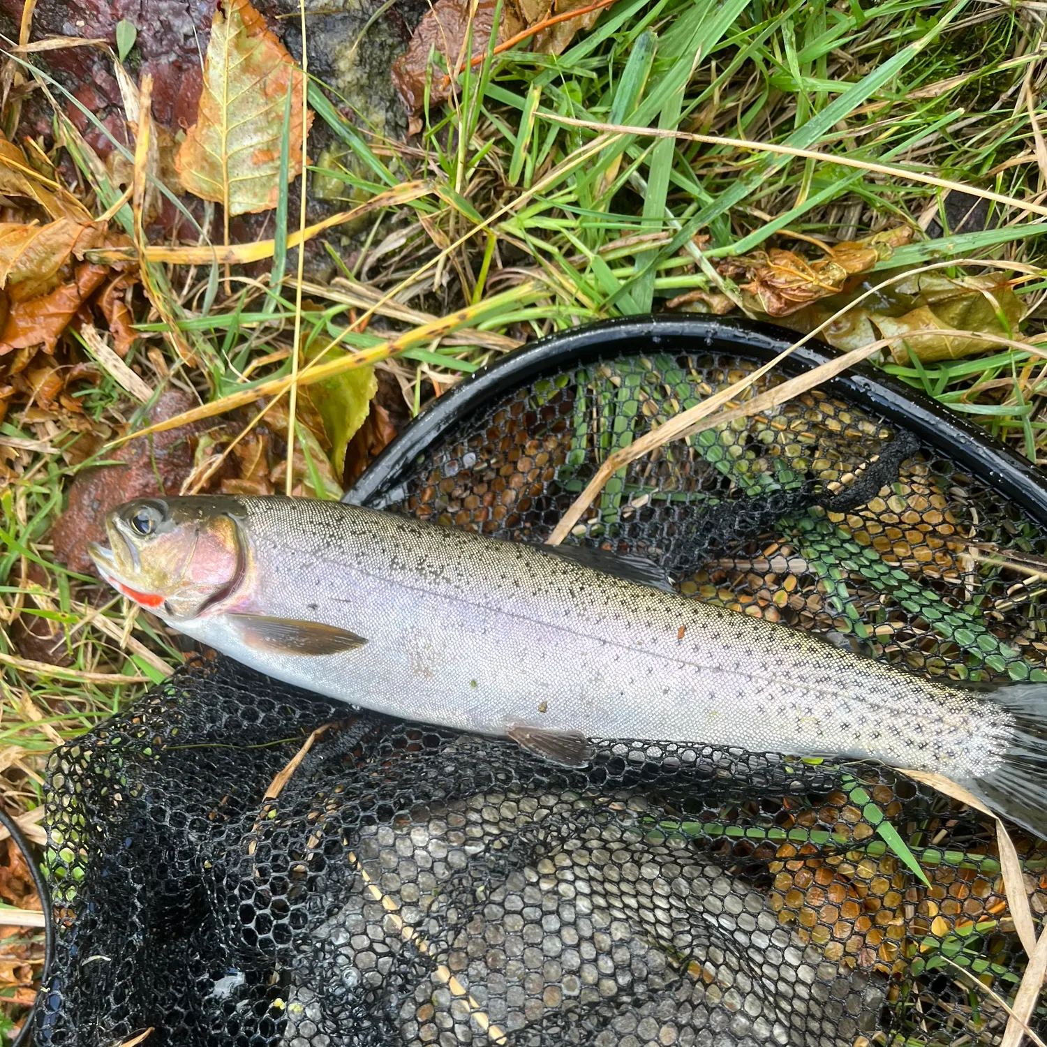 Rainbow trout caught on Fishbrain