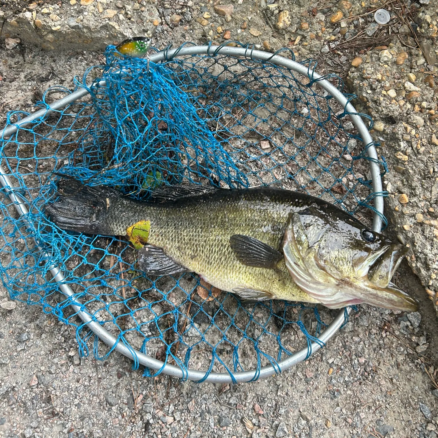 The most recent Largemouth bass catches on Fishbrain