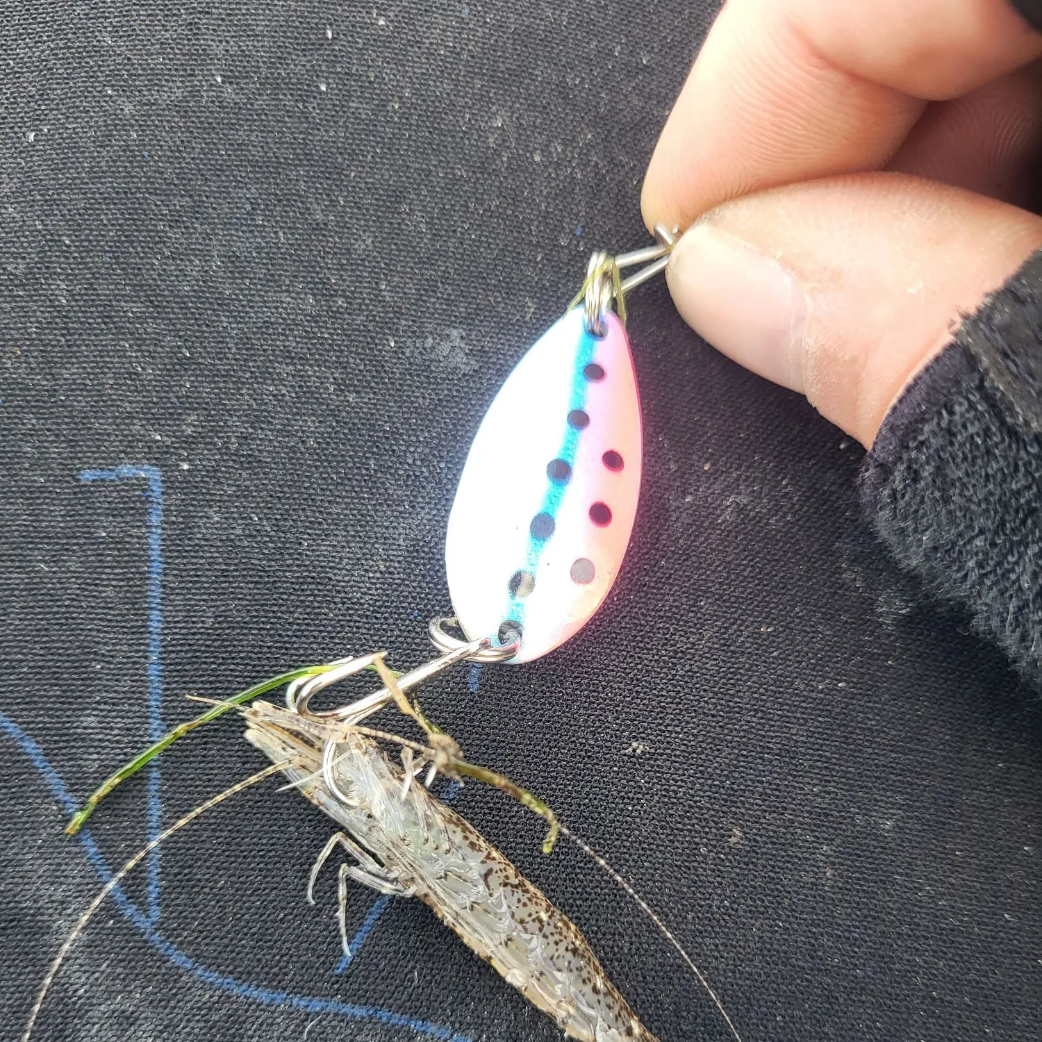 Fish caught on Fishbrain