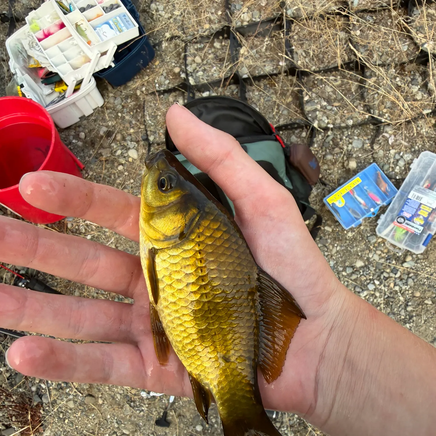 Koi carp caught on Fishbrain