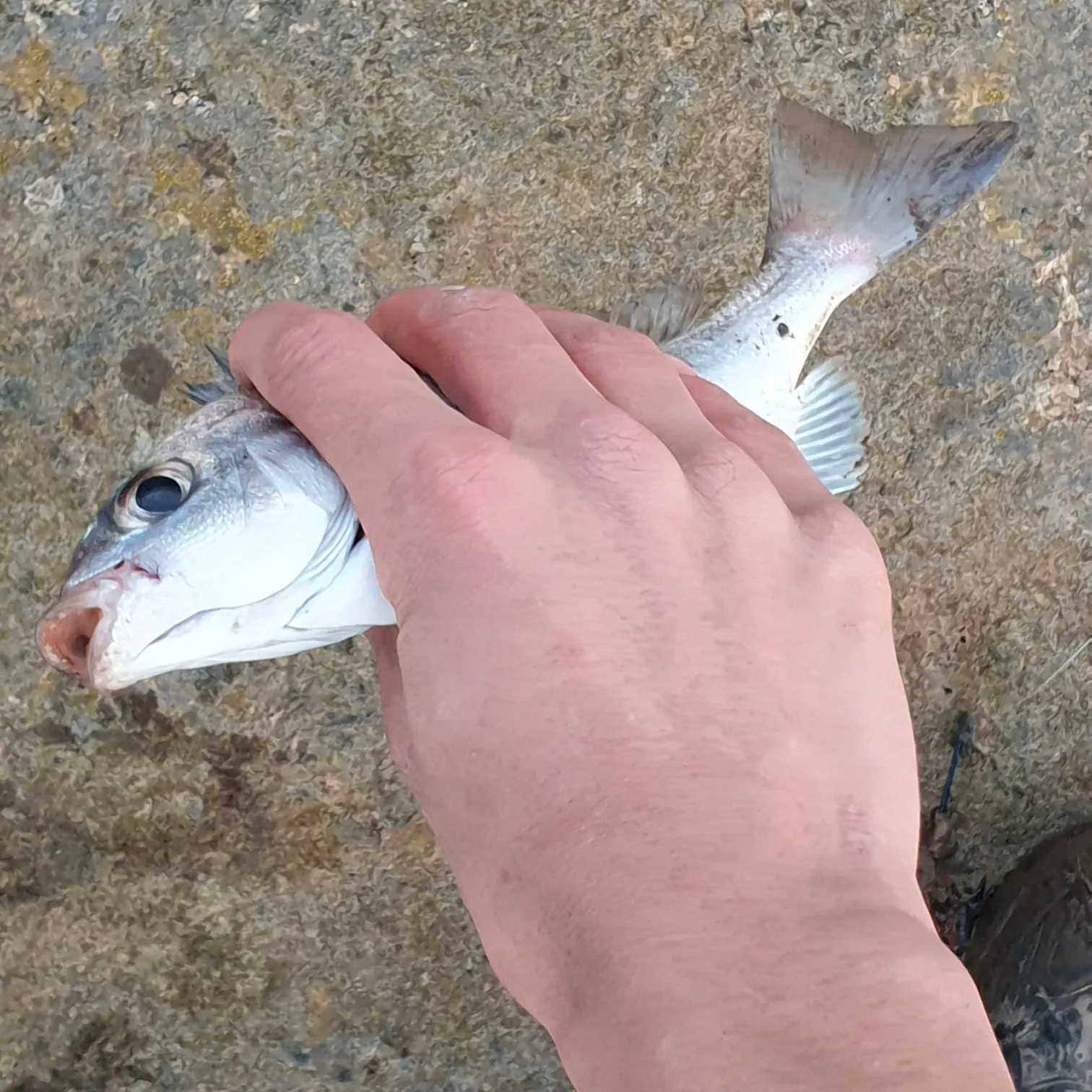 The most recent Black seabream catches on Fishbrain